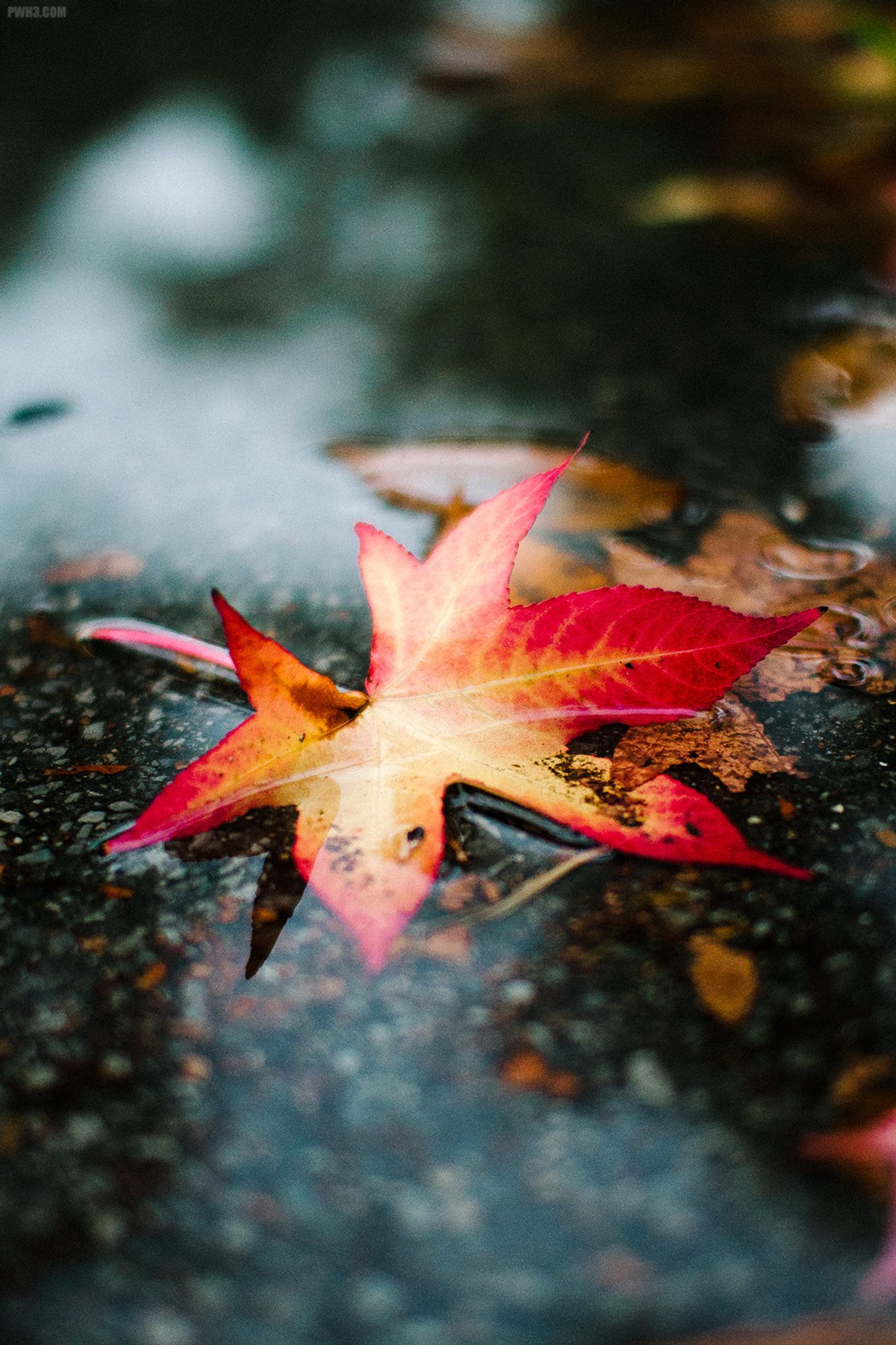 A photograph of a lone reddish-orange leaf that has fallen into a shallow puddle on the pavement in Pelham Bay Park in The Bronx. There are pieces of brown leaves also in the puddle. We can see the reflection of some trees in the puddle but the use of shallow depth-of-field obscures any real details.