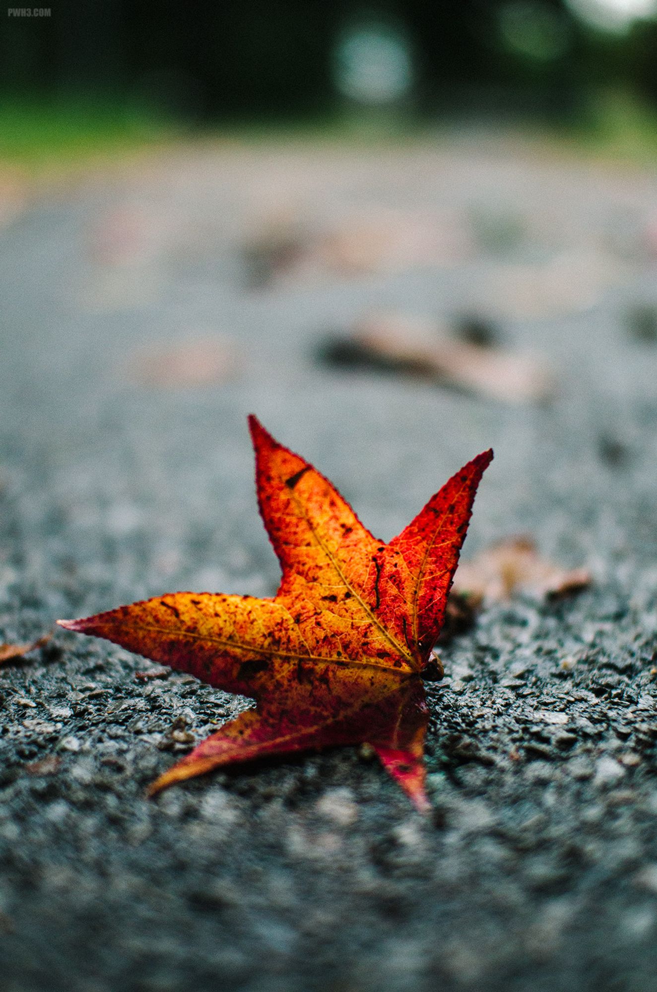 A photograph of a lone reddish-orange leaf has fallen onto the pavement in Pelham Bay Park in The Bronx. The pavement around the leaf is wet from light drizzle. Shallow depth-of-field heavily blurs the background and foreground so all we see are the details of the leaf.