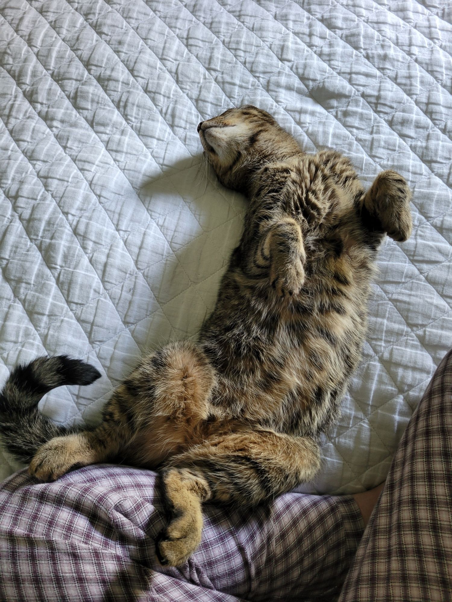 The most stripey cat in the world showing off his tummy stripes with his front paws in the air.