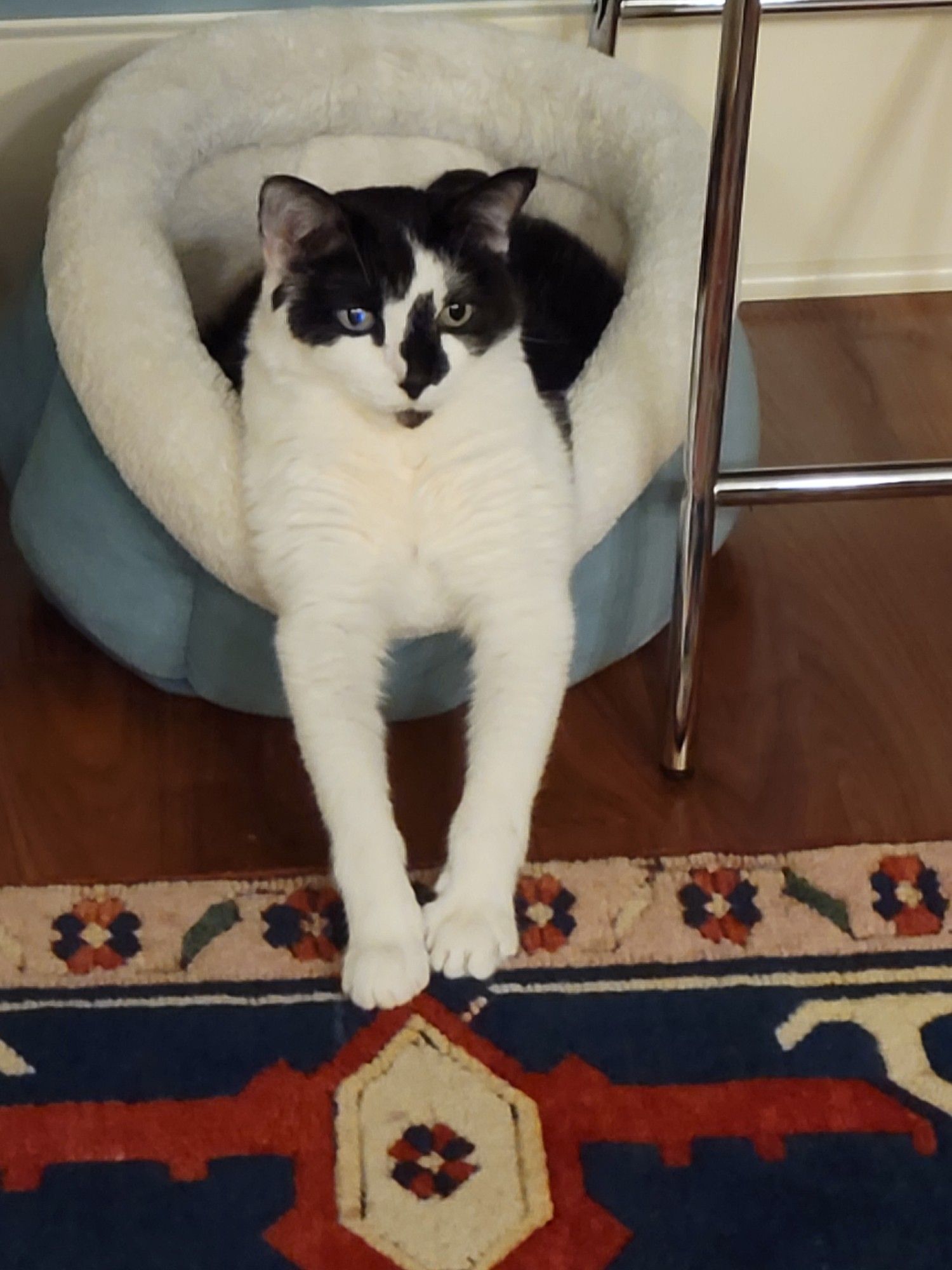 A black and white kitty in an aqua cat bed delicately stretches her paws out in front of her.