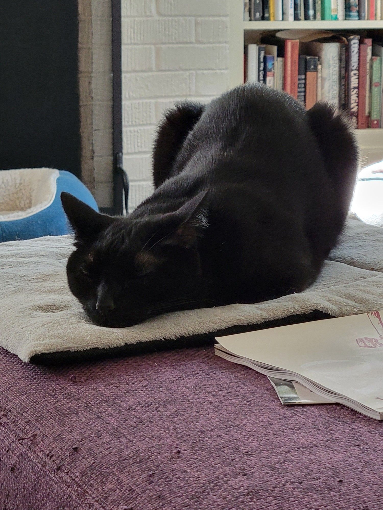 A black cat fully asleep with his butt in the air.