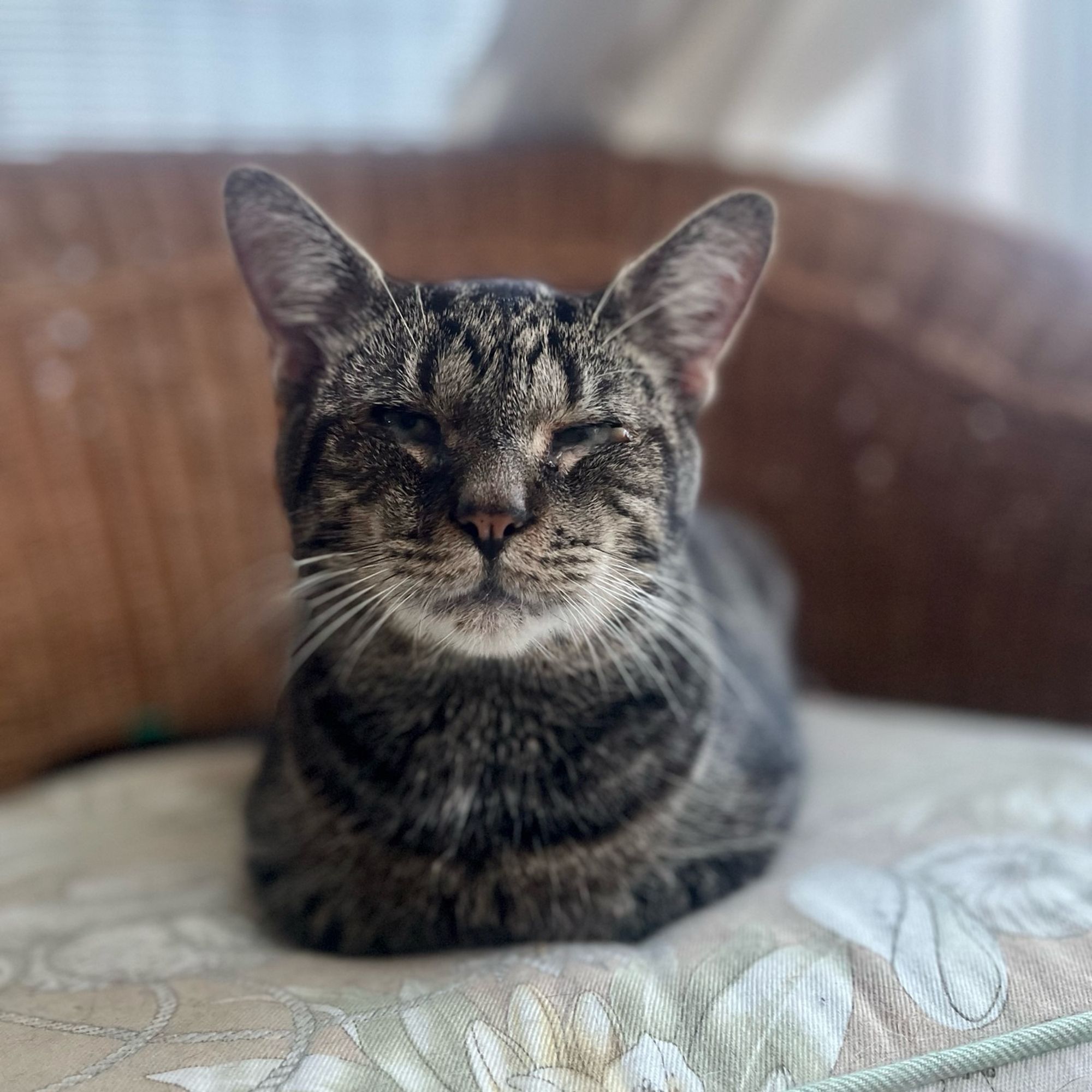 A dark grey tabby cat in “loaf” position, feet invisible, on a beige patterned cushion of a wicker chair. He looks directly at us, a proud wee lad