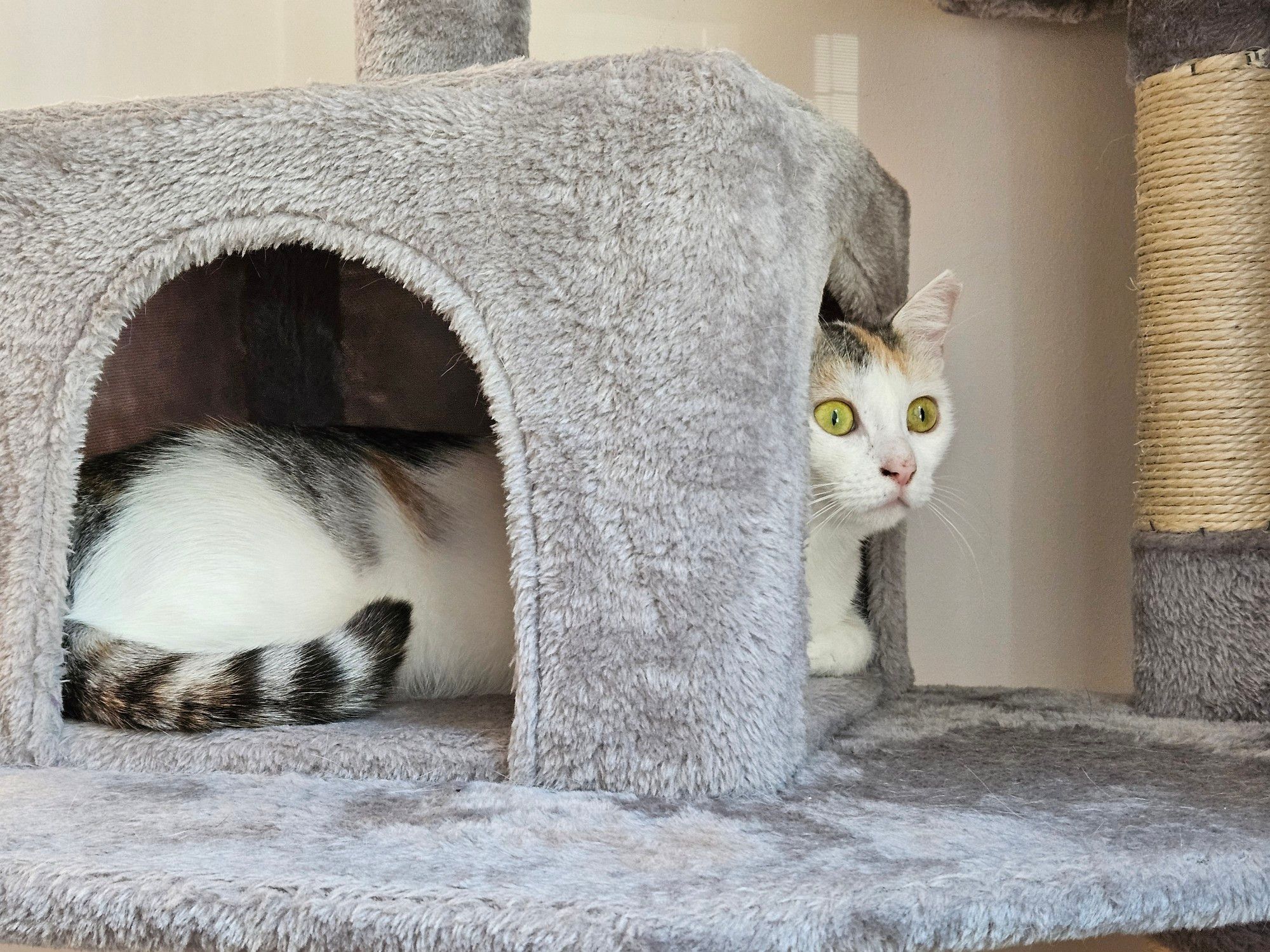 Photograph of a calico cat peeking out of a little house on a grey cat tree.