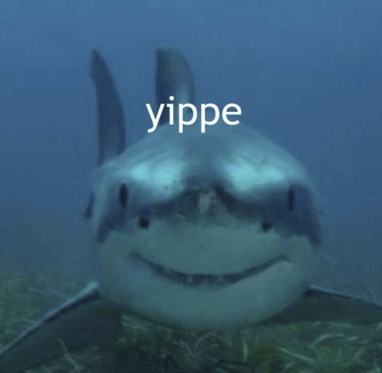 Front-facing shark smiling at you with the text “yippe” above it because it is happy