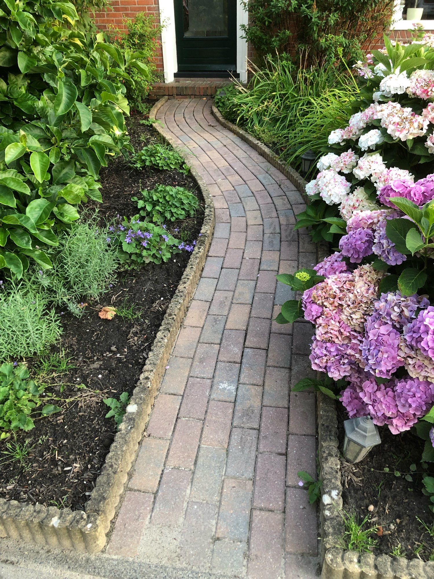 Een stads voortuintje met een paadje en bloeiende hortensia’s, Campanula en Lavendel