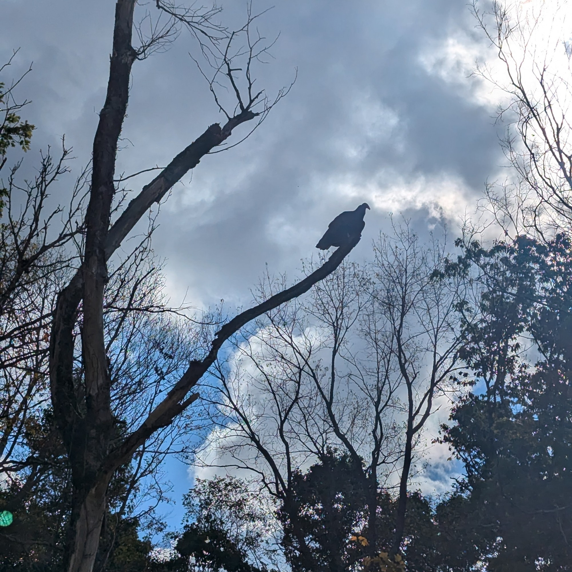 A turkey vulture perched on a dead tree, silhouetted against a mostly cloudy sky