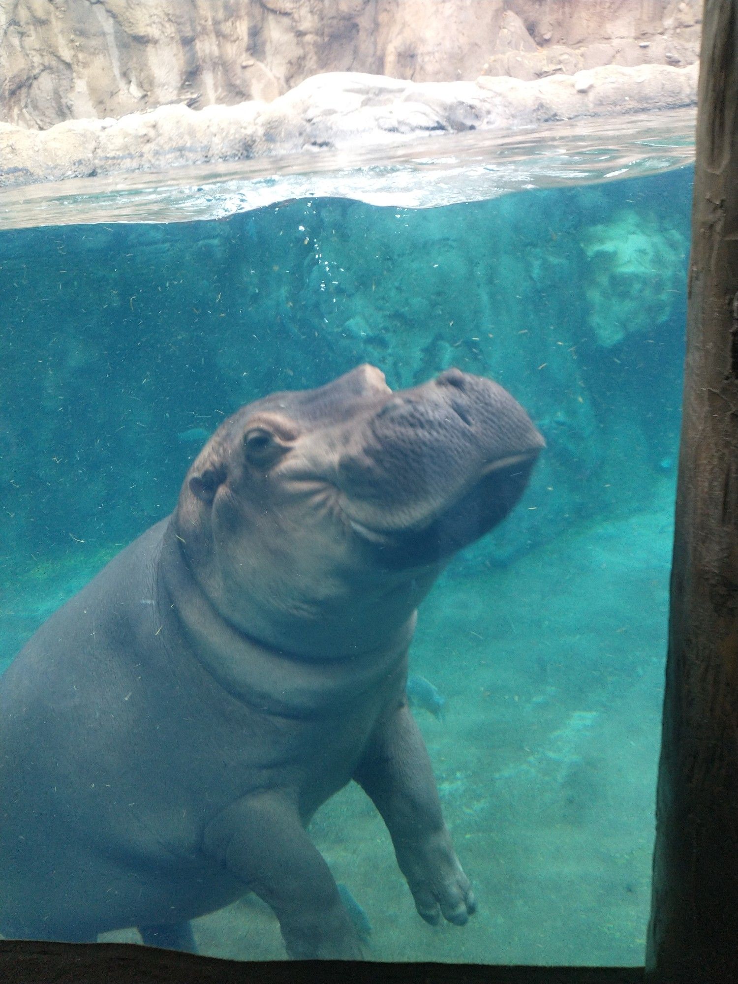 Fiona the hippo swimming underwater in her enclosure at the Cincinnati zoo.