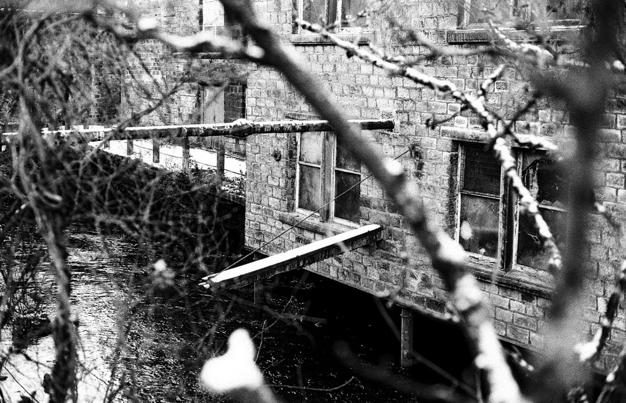 Disintegrating woollen mill over the river Colne, trees growing from the brickwork. Black and white photograph.