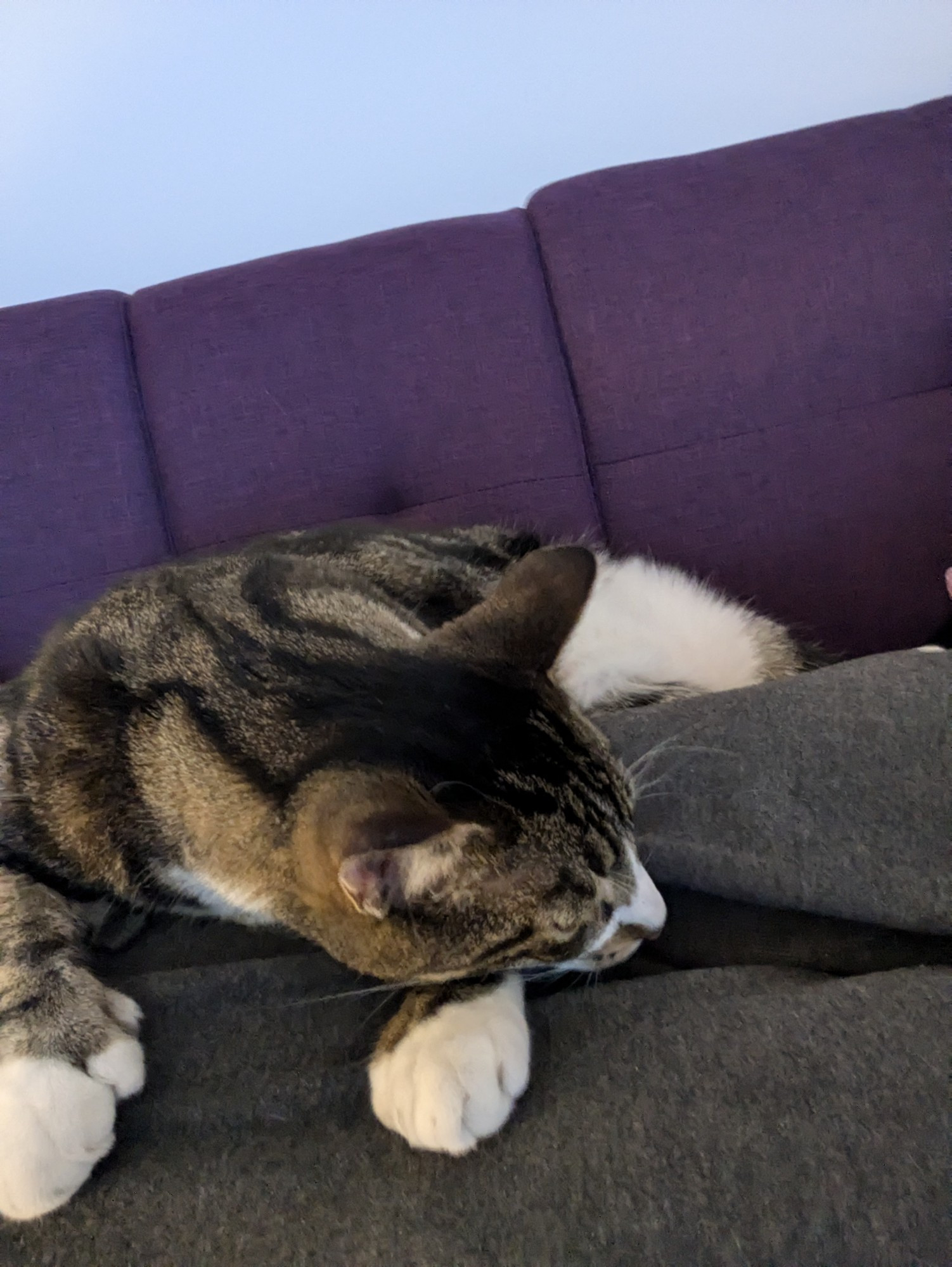 Six-toed tabby cat, slightly more curled up on the lap of his human.
