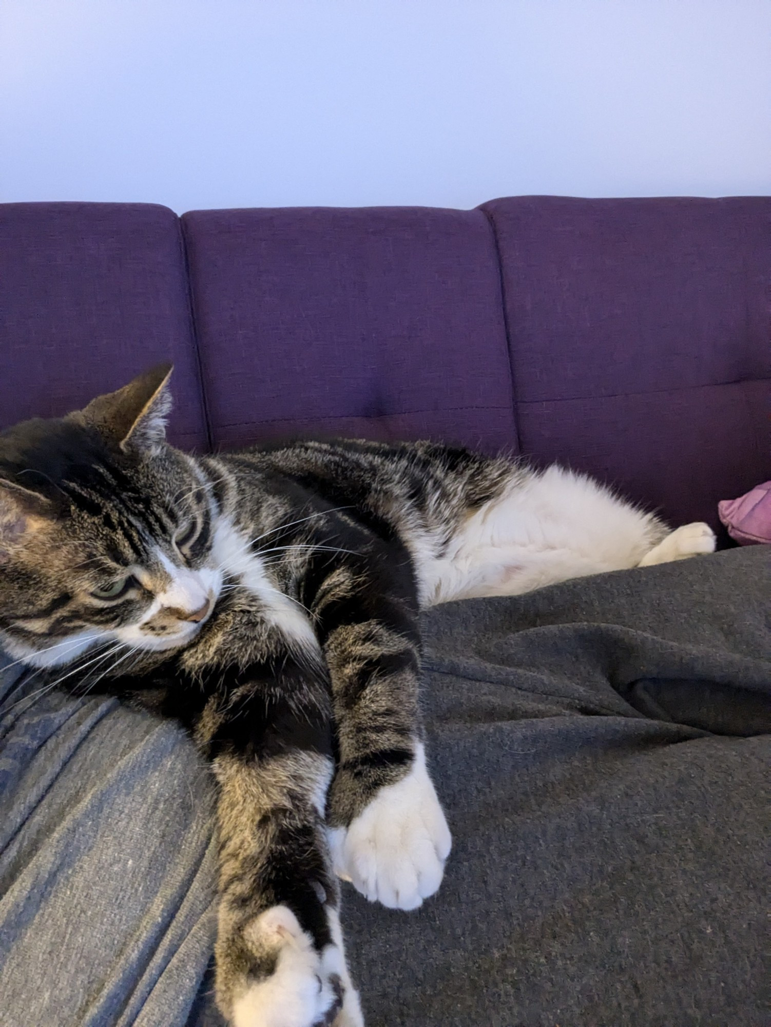 Six-toed tabby cat laying sprawled out on his human, looking very comfortable.