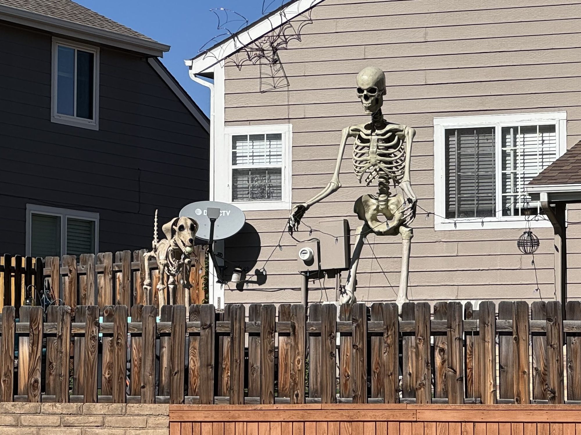 A 12ft skeleton in someone's backyard, accompanied by a skeleton dog.