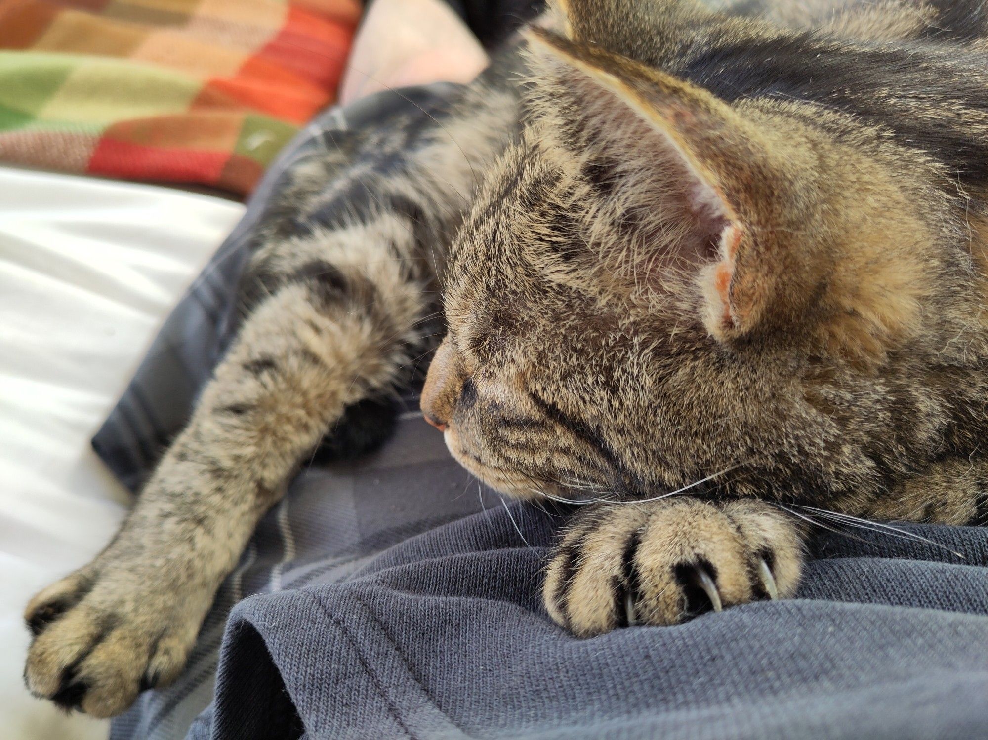 Smartie, a tabby cat, sat on my lap because he thinks I need a cuddle. He has his claws out a bit to remind me that as well as being a caring, loving being, he is also a dickhead.