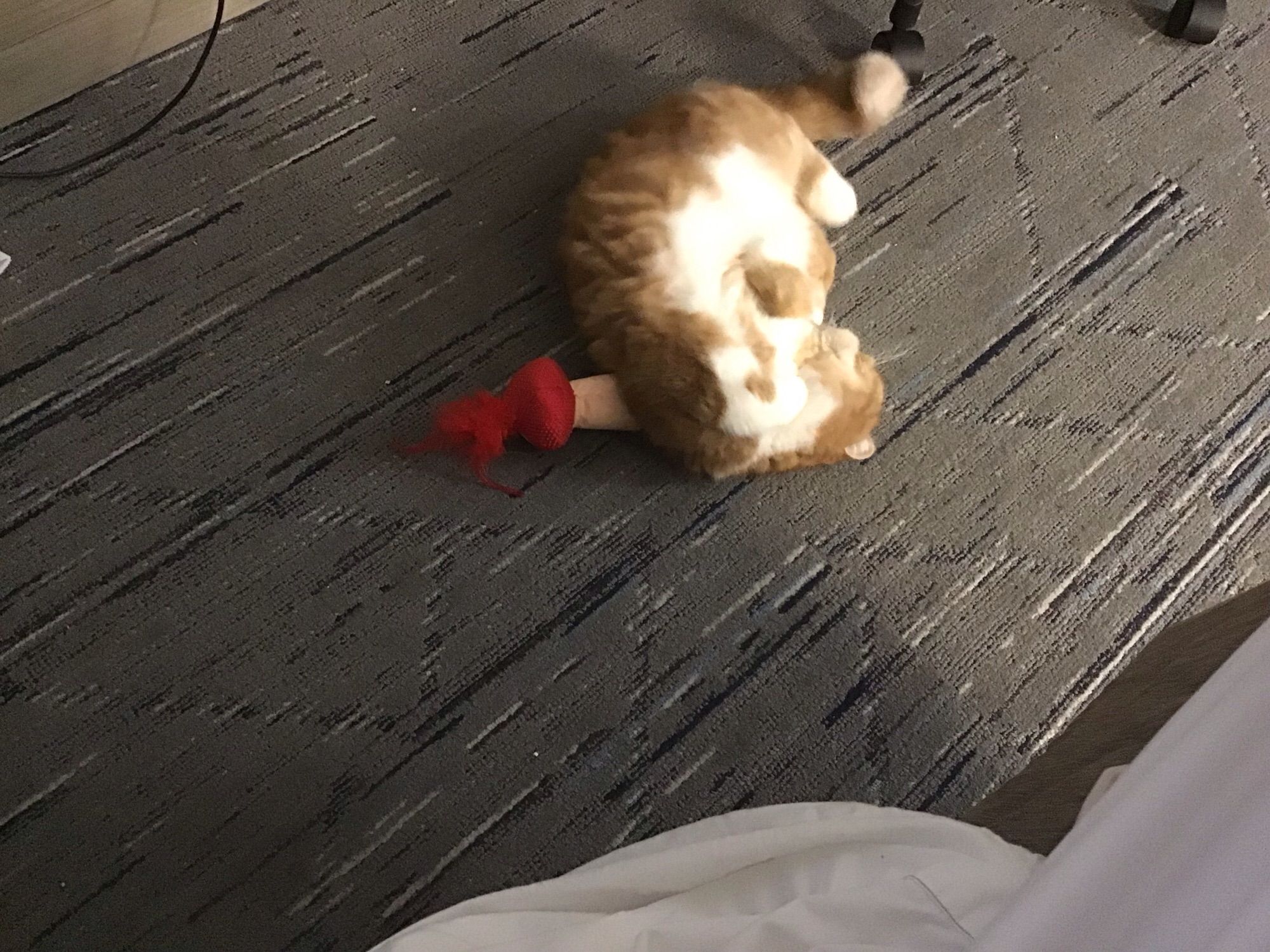 Popcorn the cat rolling on her back over a stuffed mushroom.