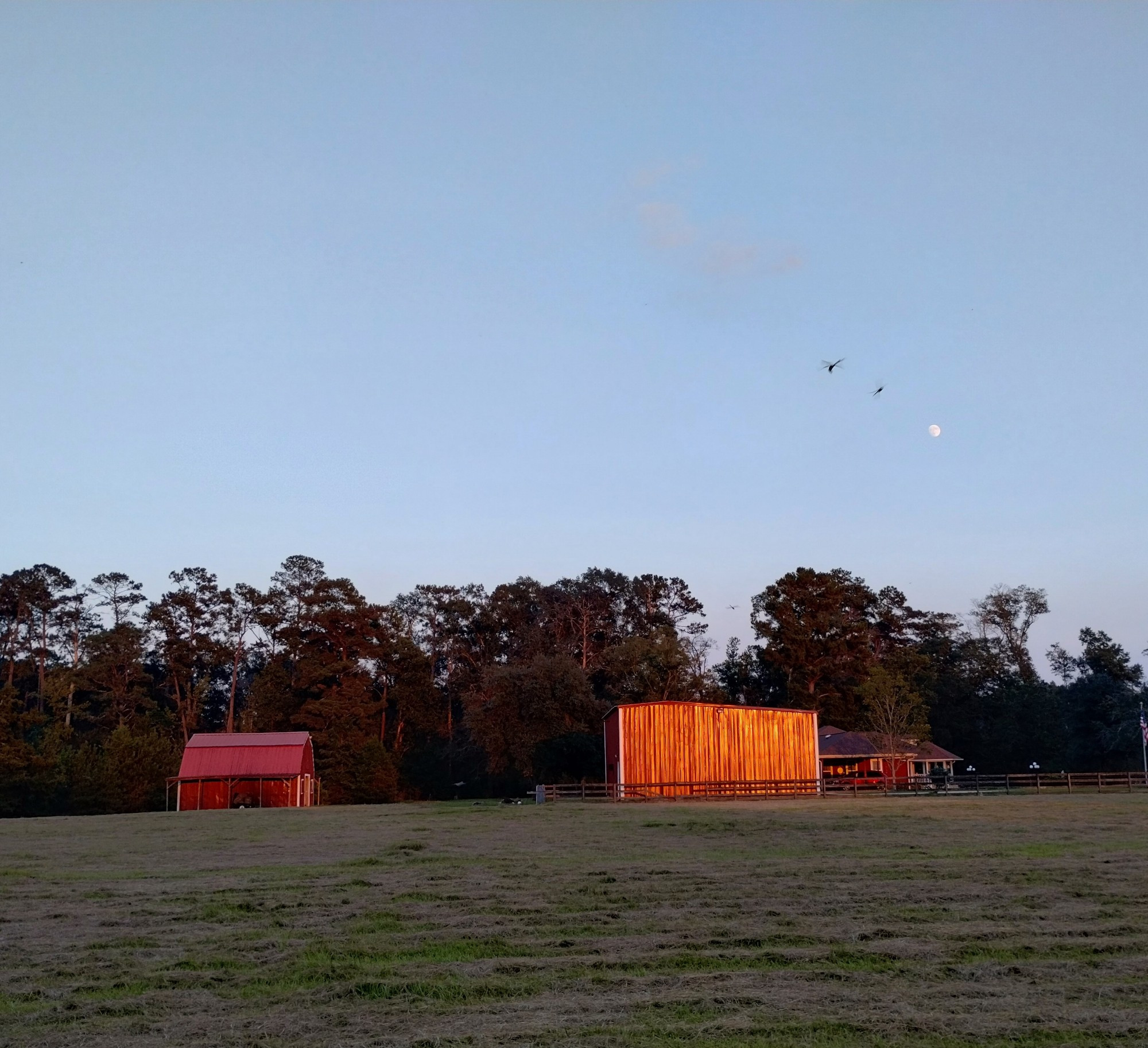 My red barn at sunset with dragonflies swarming and the moon in the distance. 