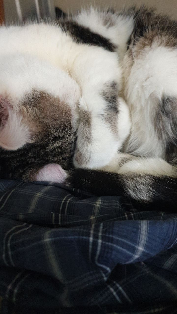 A photo of a mainly white-furred British shorthaired cat with splotches of grey, black and brown on his coat, curled up into a comfy ball with a paw over his eyes as he sleeps.