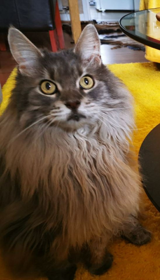 A photo of a maine coon with a long beard like mane down to his paws