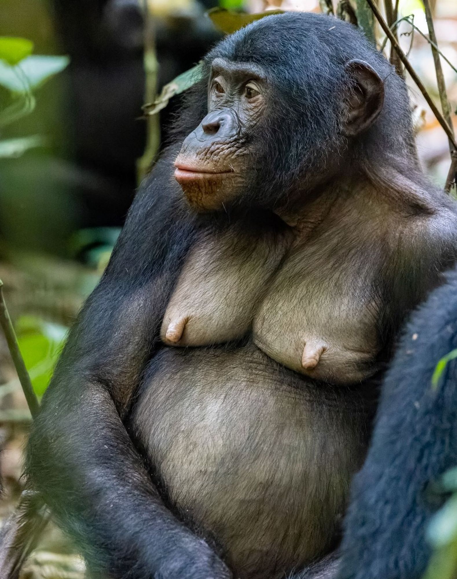 Very pregnant Bonobo female ©Christian Ziegler/LuiKotale Bonobo Project