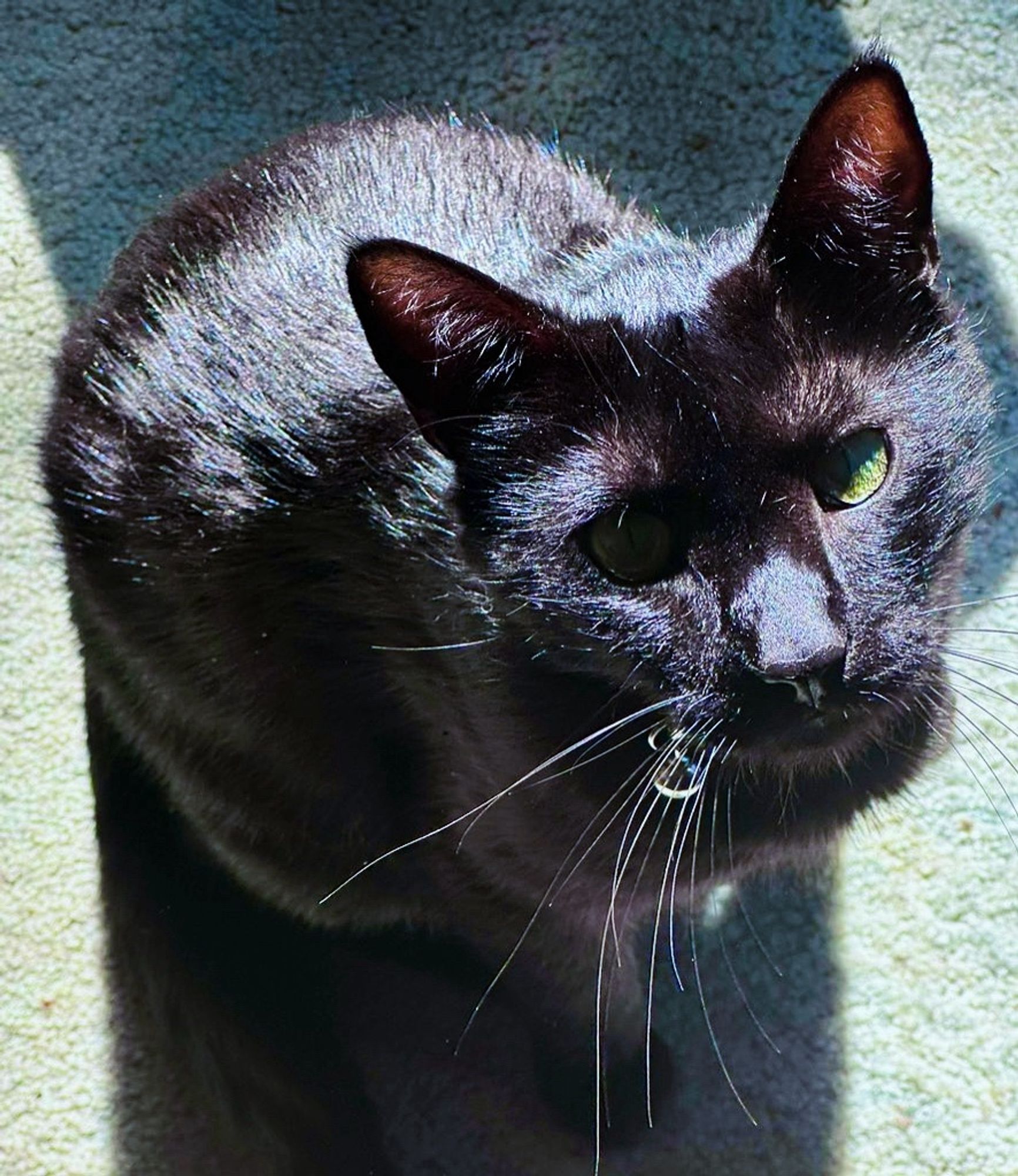 Black cat sitting on the floor, looking up directly at the camera.