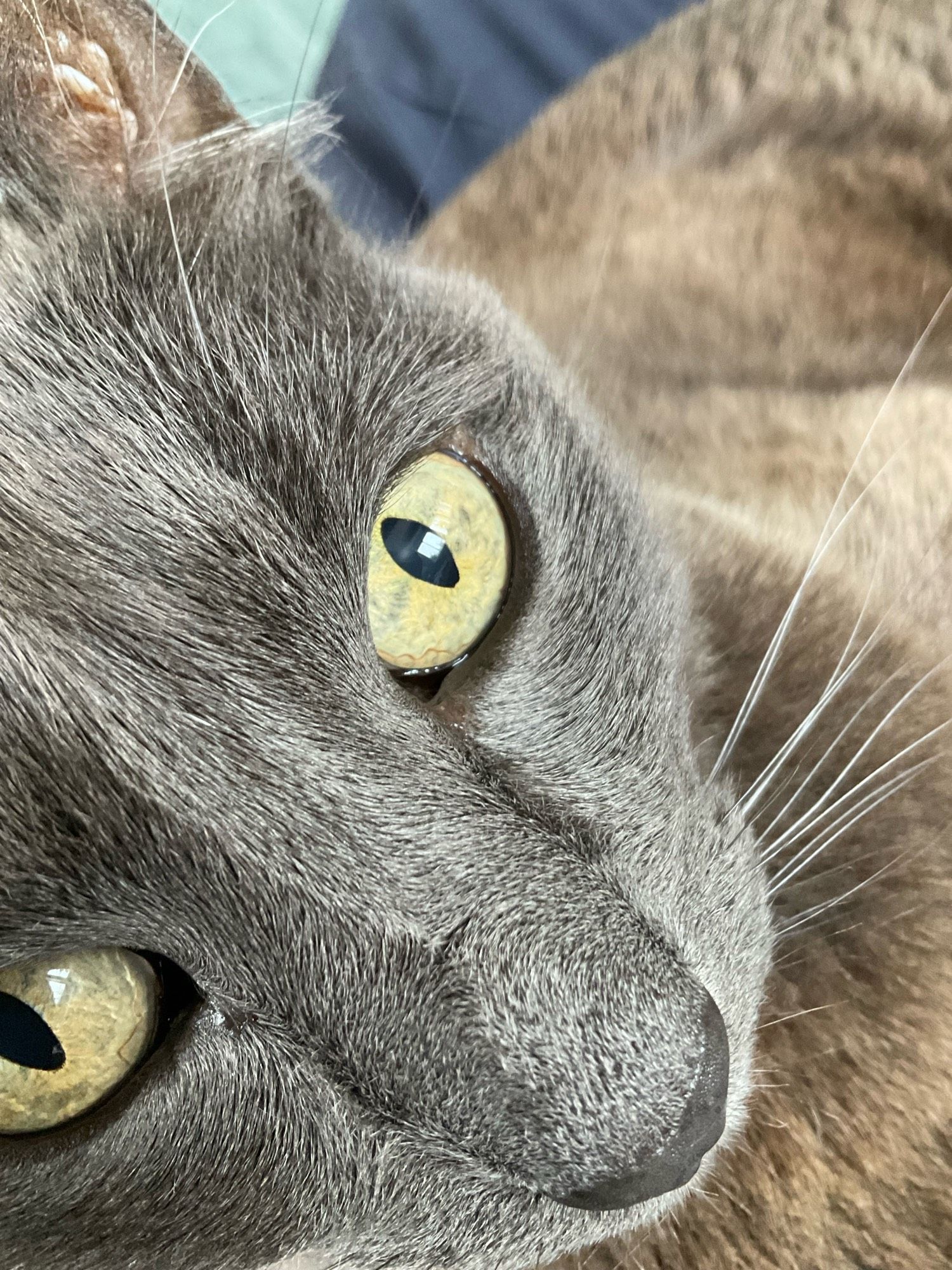 Extreme closeup of a grey cat showing his eyes, nose and some whiskers.