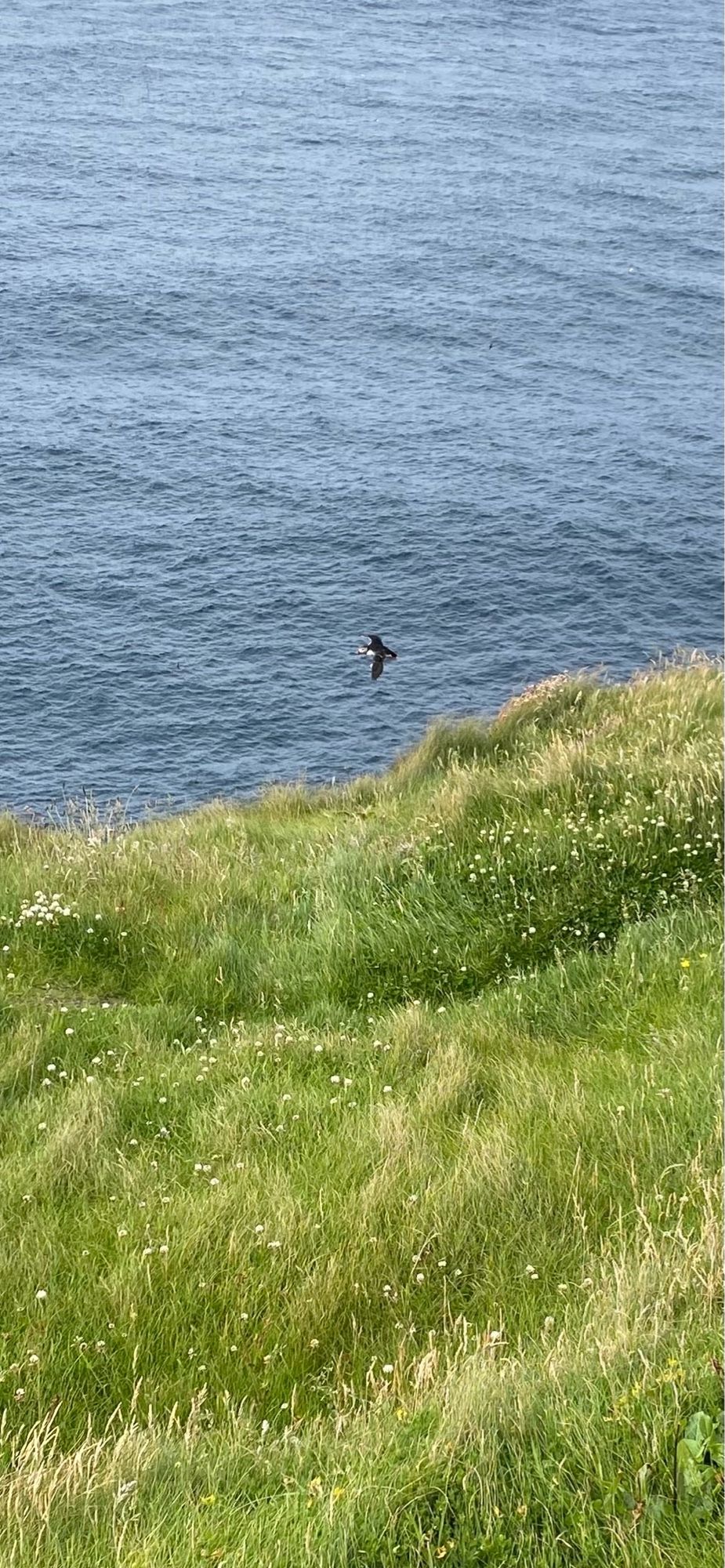 Puffin flying off coast.