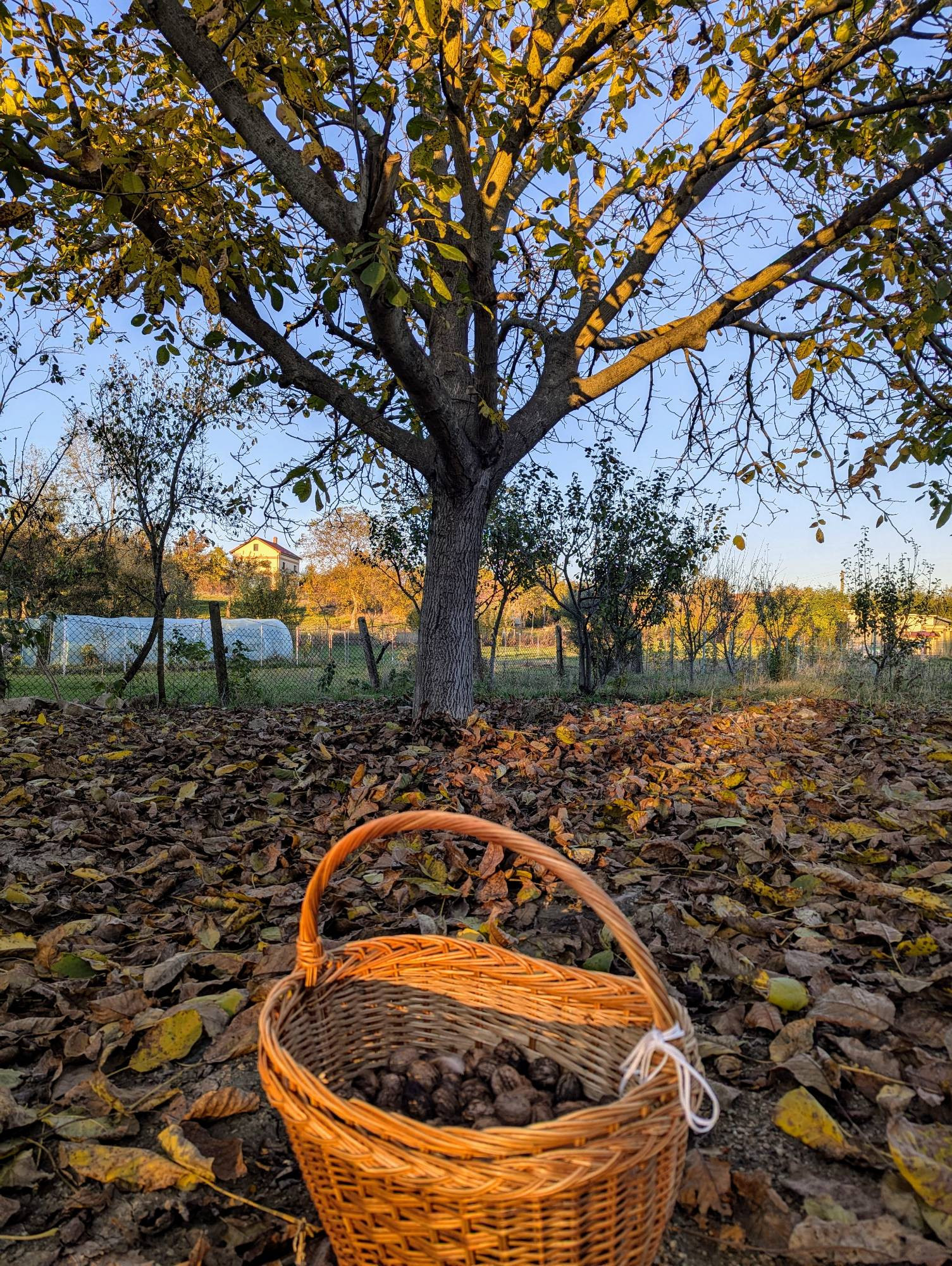 A walnut tree, a carpet of leaves, a sunset, a basket of walnuts, a blue sky fading to evening, distant green