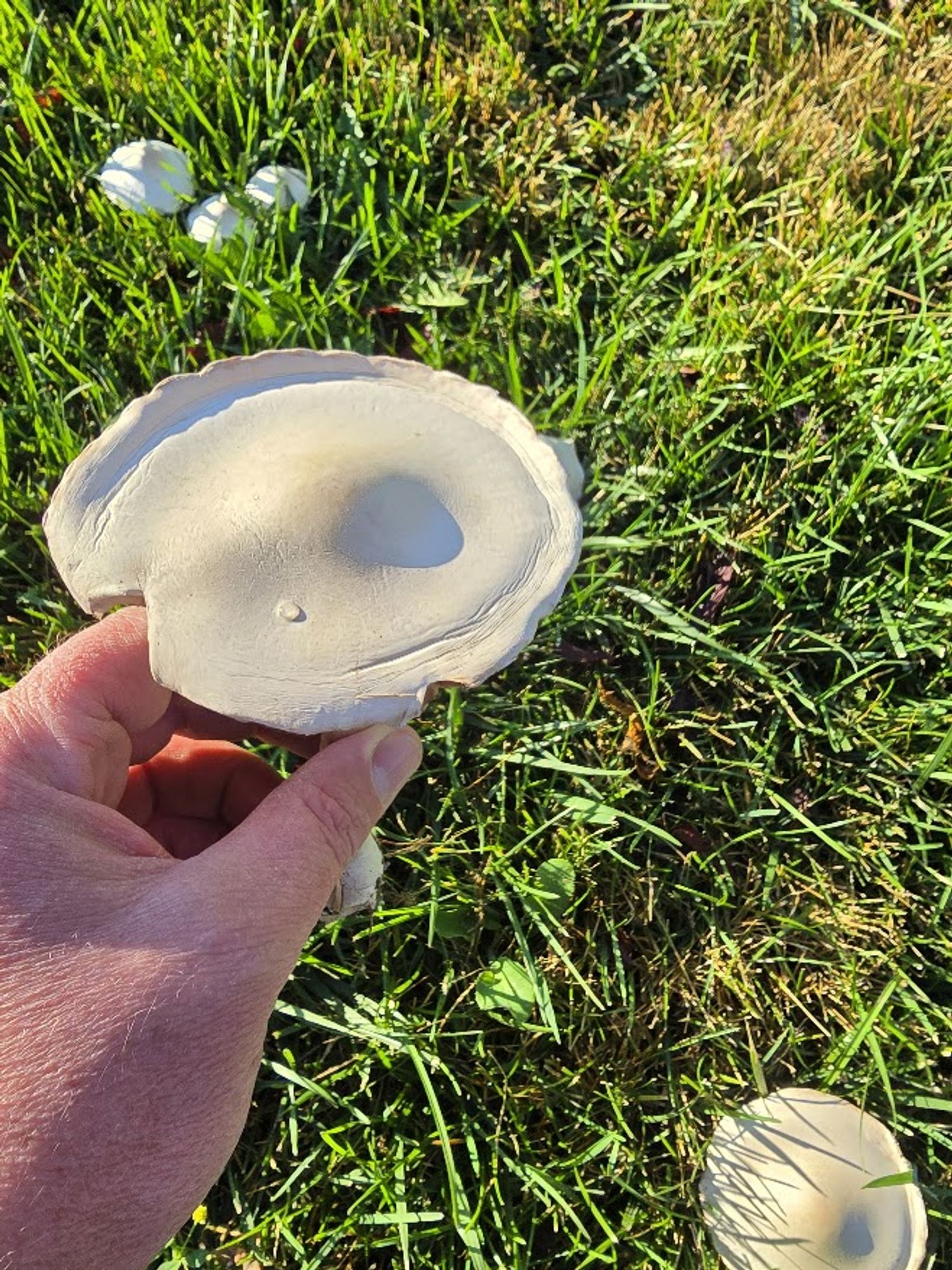 A creamy white/light tan umbonate mushroom with a slightly raised edge.