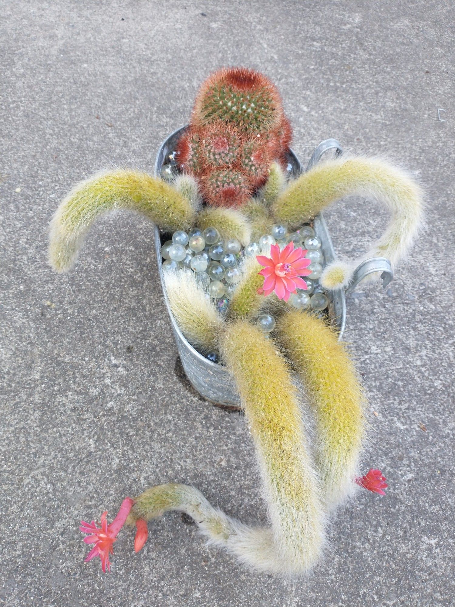 A monkeytail cactus and a Mammillaria cactus share a bathtub-shaped planter with the soil covered in clear marbles to look like a person in a bubble bath. The Mammillaria has asymmetrically sprouted pups out of its "face" in a disconcerting way. The four original "appendages" of the bathing person have grown additional arms, including one from the "crotch" that is phallically suggestive and has a bright red cactus flower on the tip. The "legs" also have flowers on the tips as if the person is bathing while wearing red shoes.