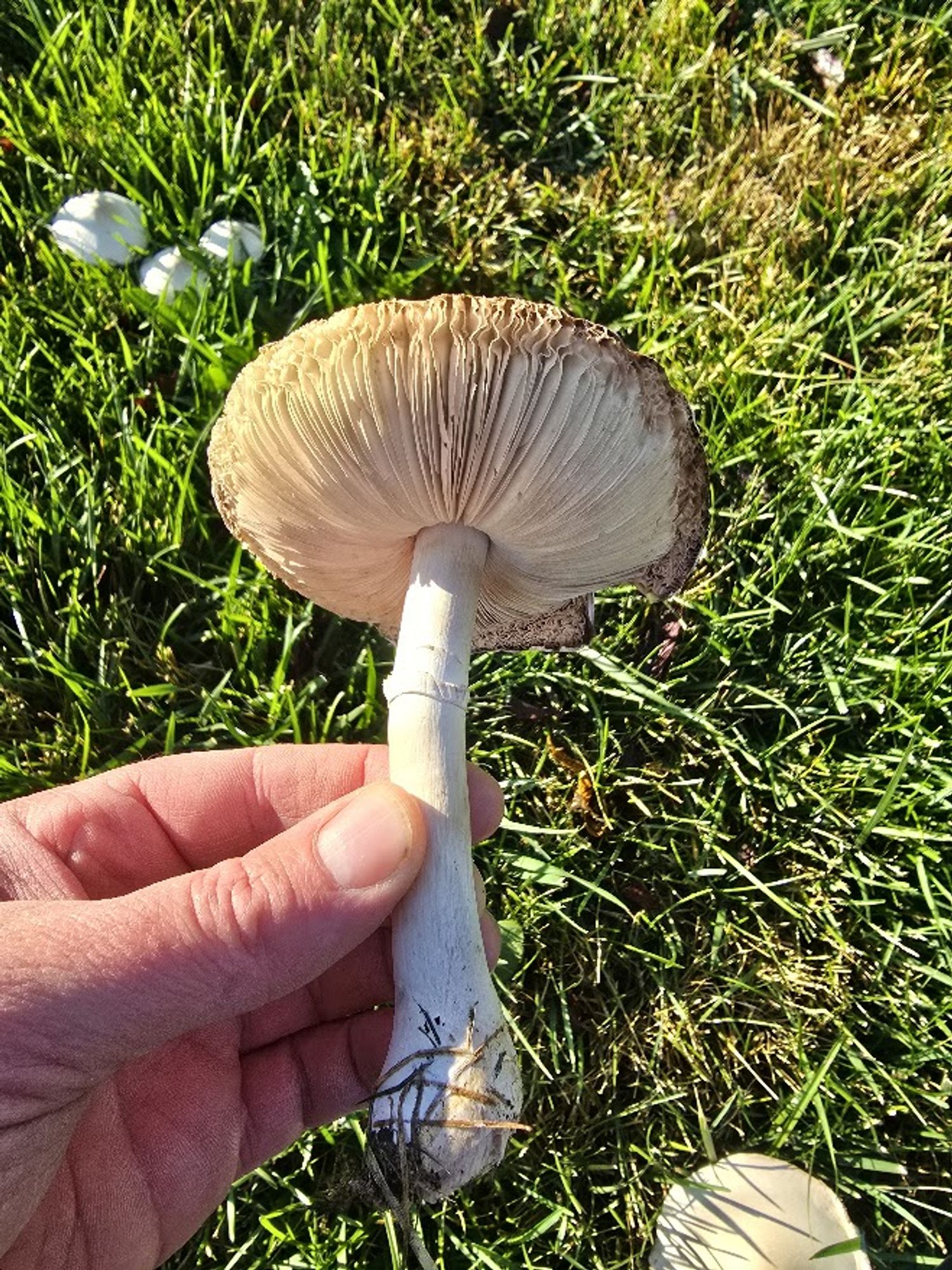 A ventral view of the mushroom where you can see the ring (a remnant of the veil) and the slightly bulbous base (no volva), as well as the slightly darker tan gills. But they could be green. I don't know.