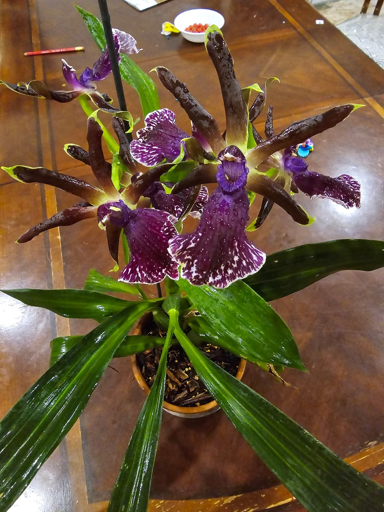 An orchid sitting on a wooden table has long, pleated leaves below half a dozen purple and maroon flowers with white-dappled lips and yellow petal edges.