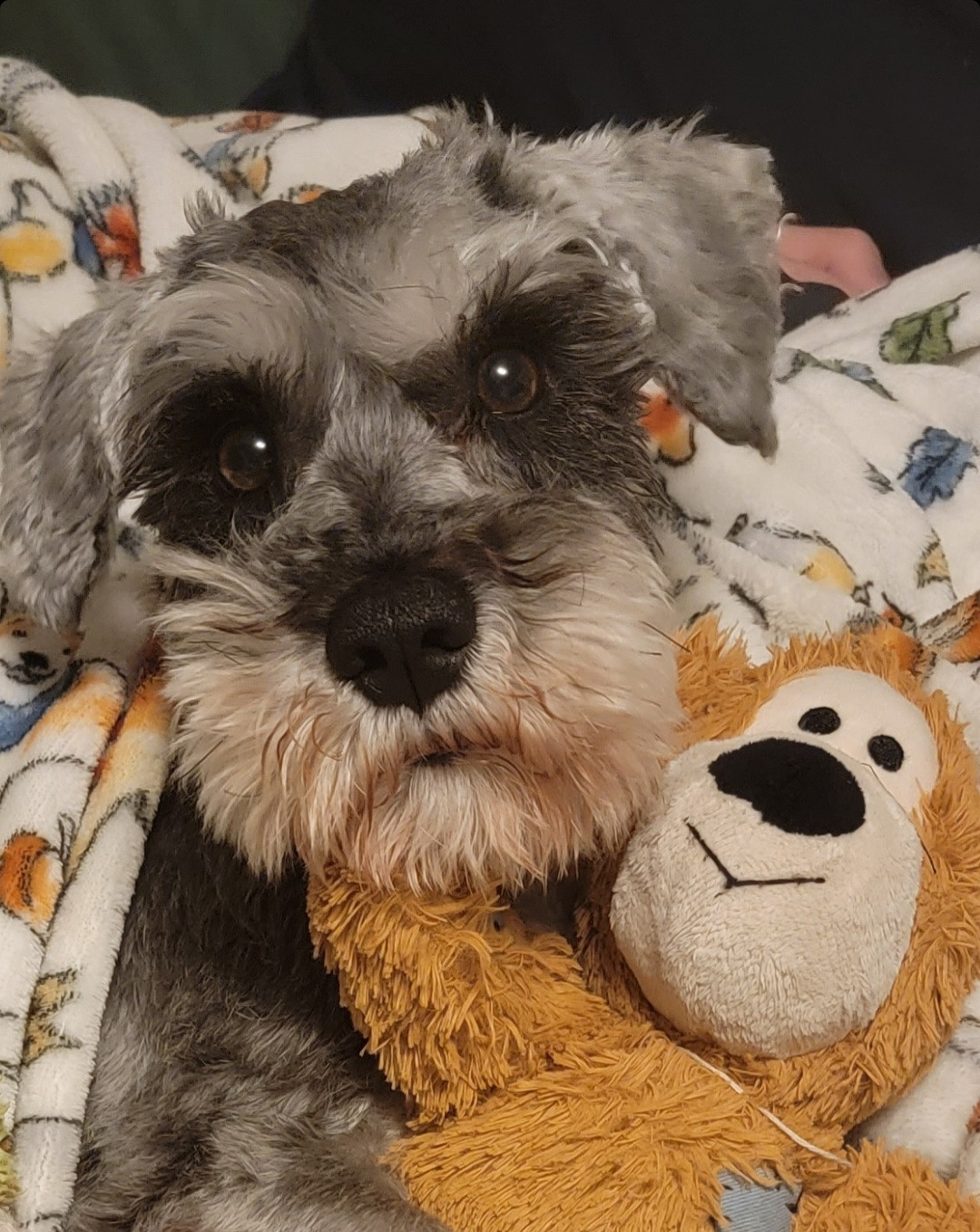 Sir Otto Fitzgerald Pupperbutts III Esquire, a Miniature Schnauzer, laying in bed, under a blanket. He is cuddling his teddy bear.
