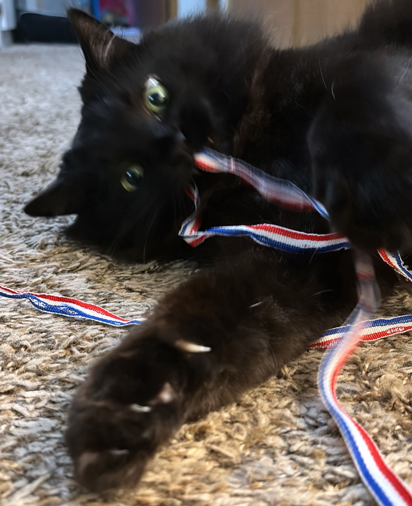 A fluffy black cat chomping on a red white and blue ribbon claws out