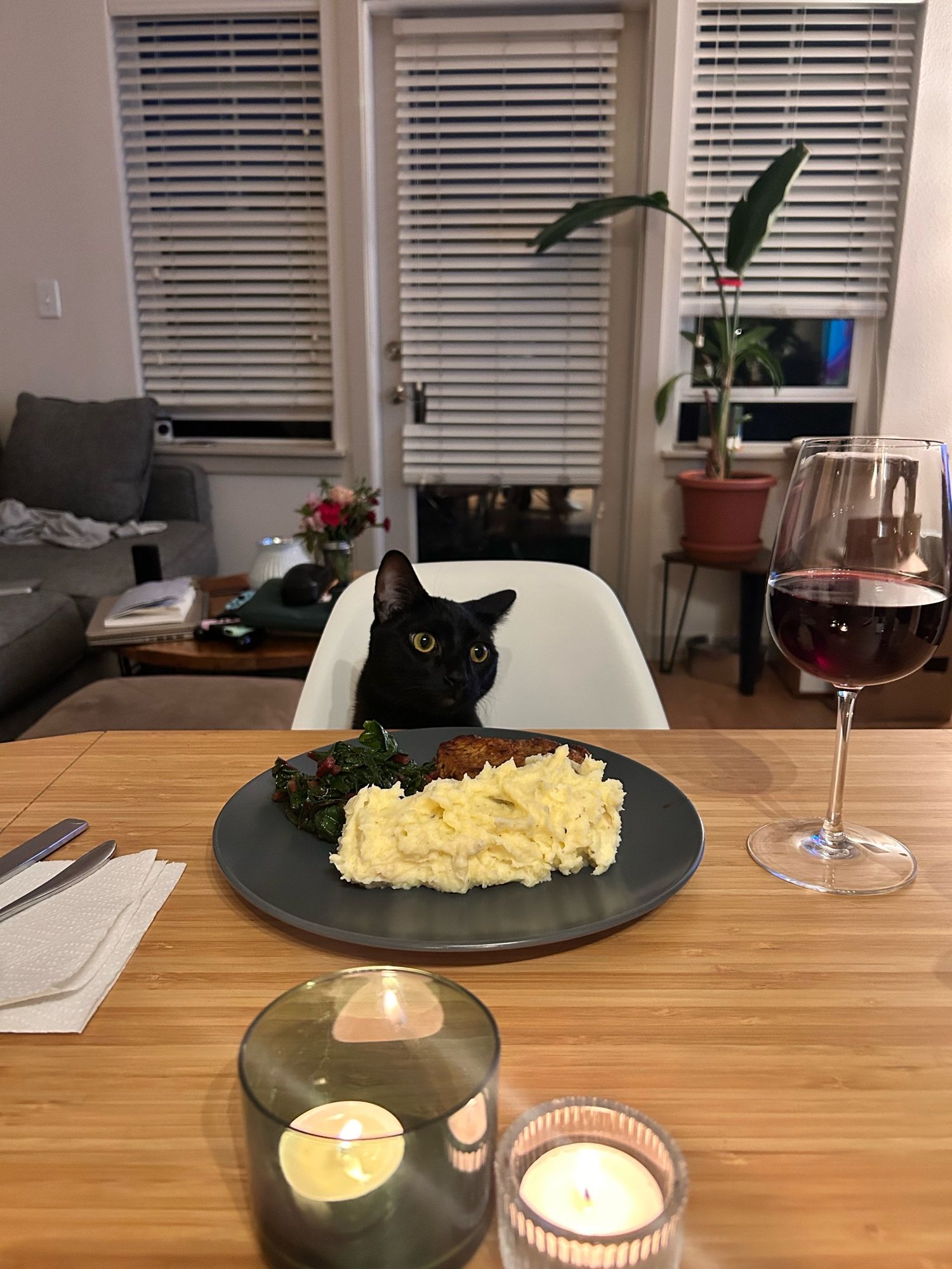 My cat, Pico, sitting in a chair at a dining table with food and wine in front of him, like he’s people