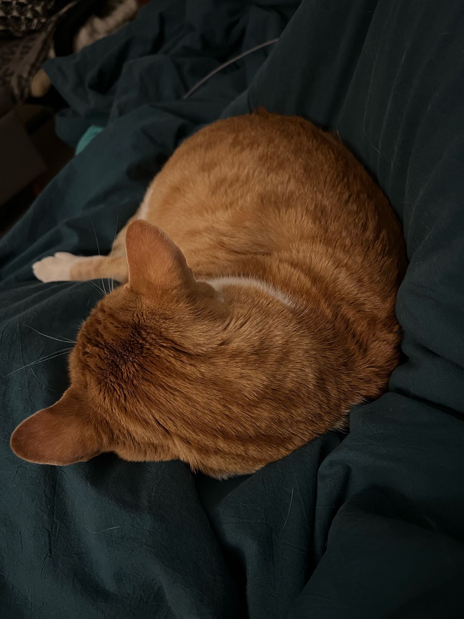 Orange cat curled up on a dark teal duvet which is spread over a human’s legs