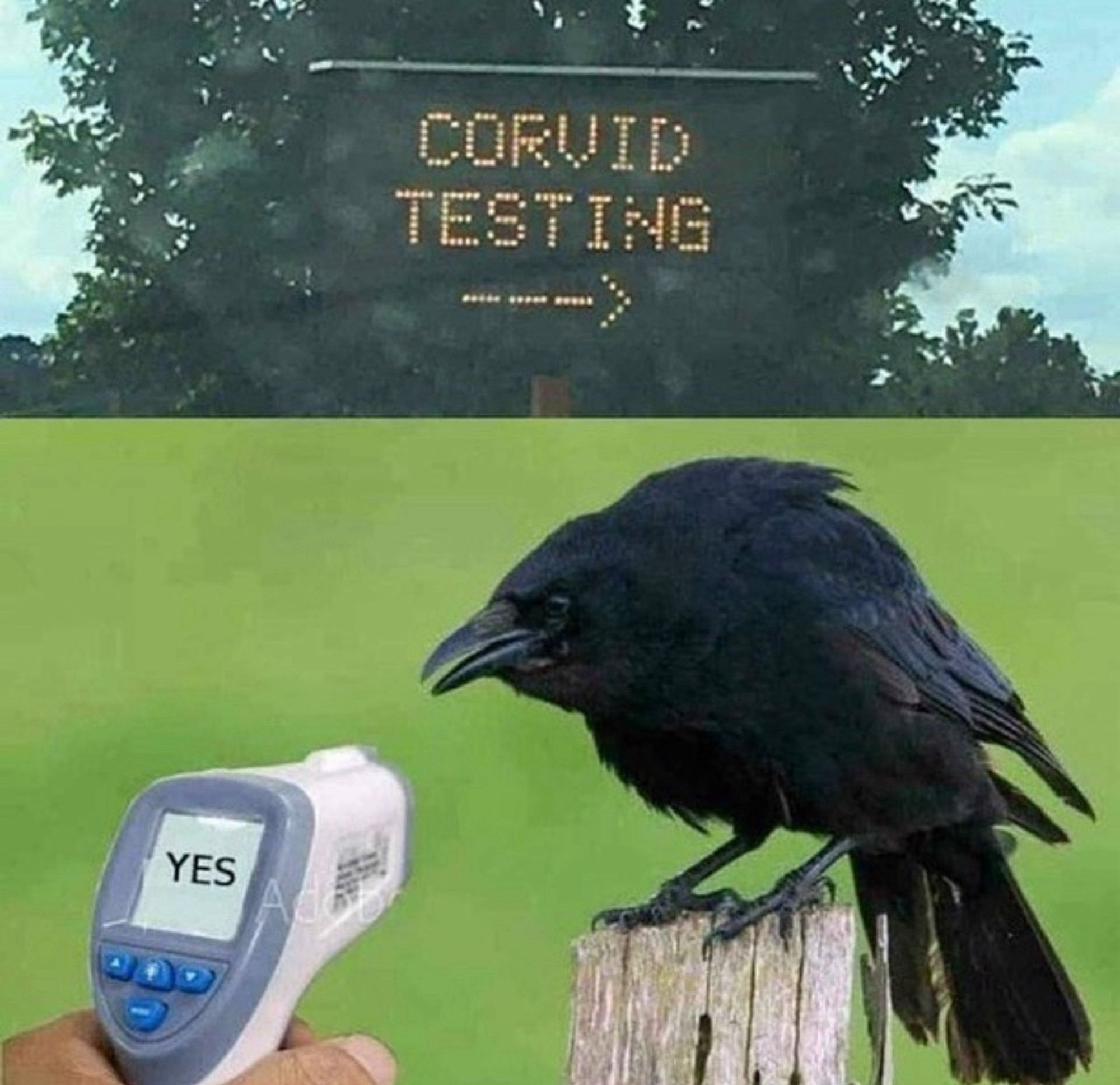 Road sign that says CORVID TESTING with an arrow, human hand pointing a forehead thermometer that says YES at a raven