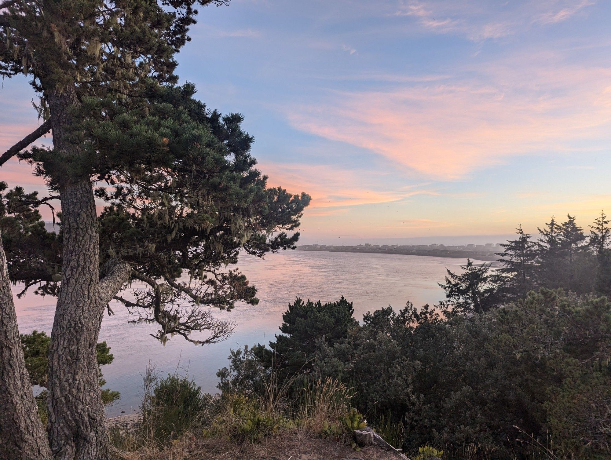 Sunset over an ocean bay, a gnarled pine tree is in the foreground.