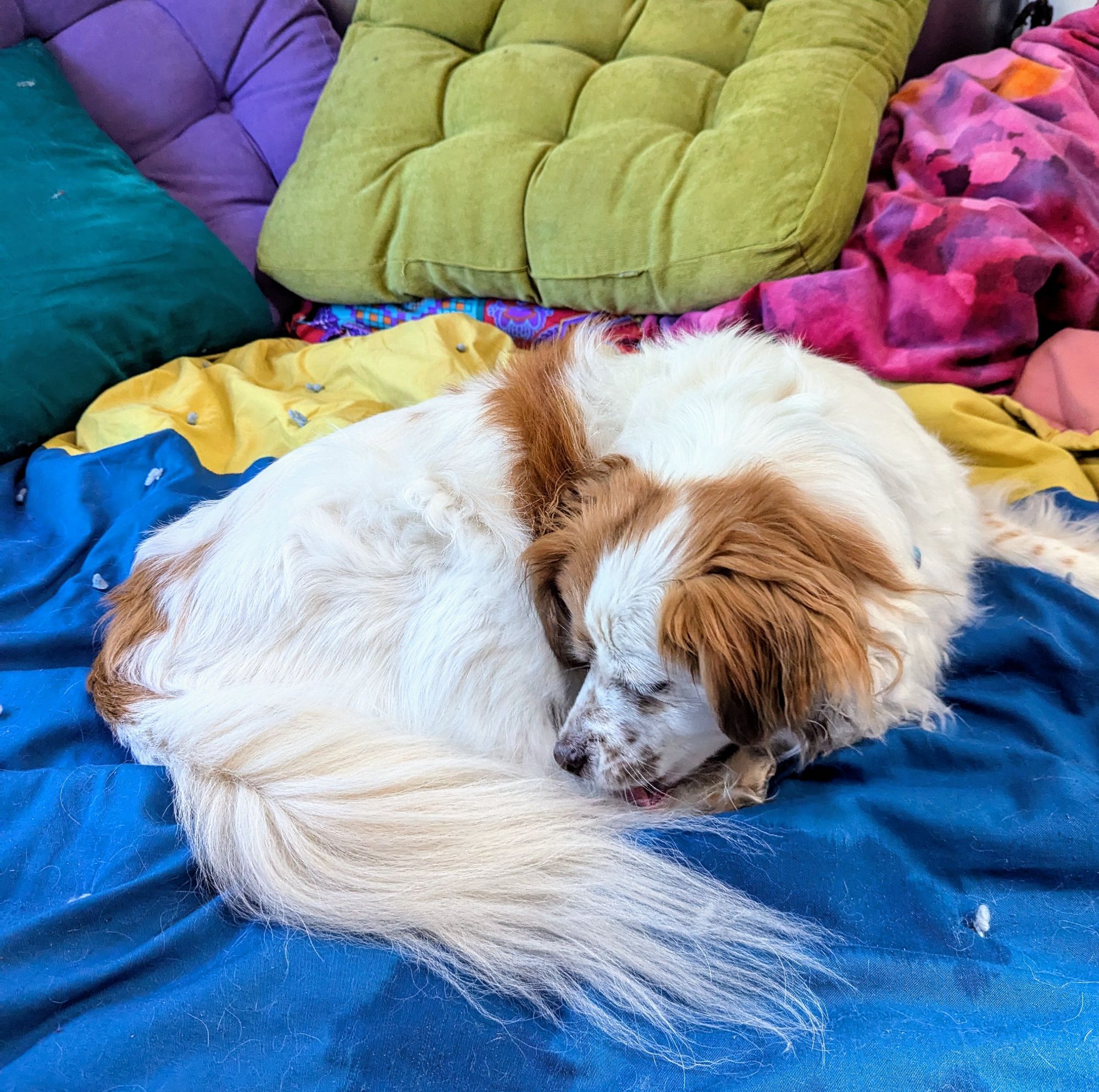 Photo of a dog on a bed with several brightly colored pillows. The dog has long, white fur with reddish markings and freckles on his nose. He is curled up to lick his paws.