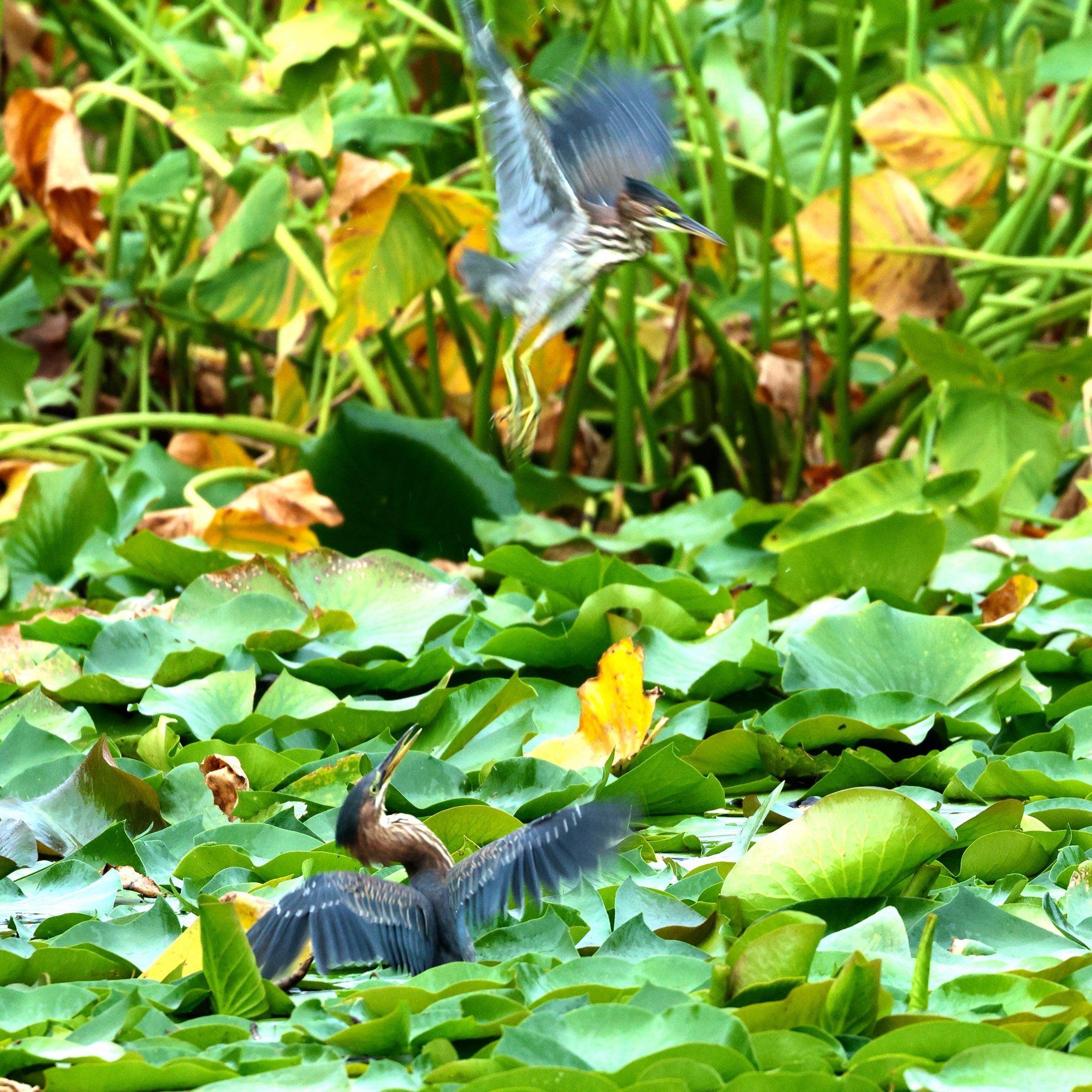 A blurry green heron encounters another blurry green heron in a pond and they aren’t happy about it