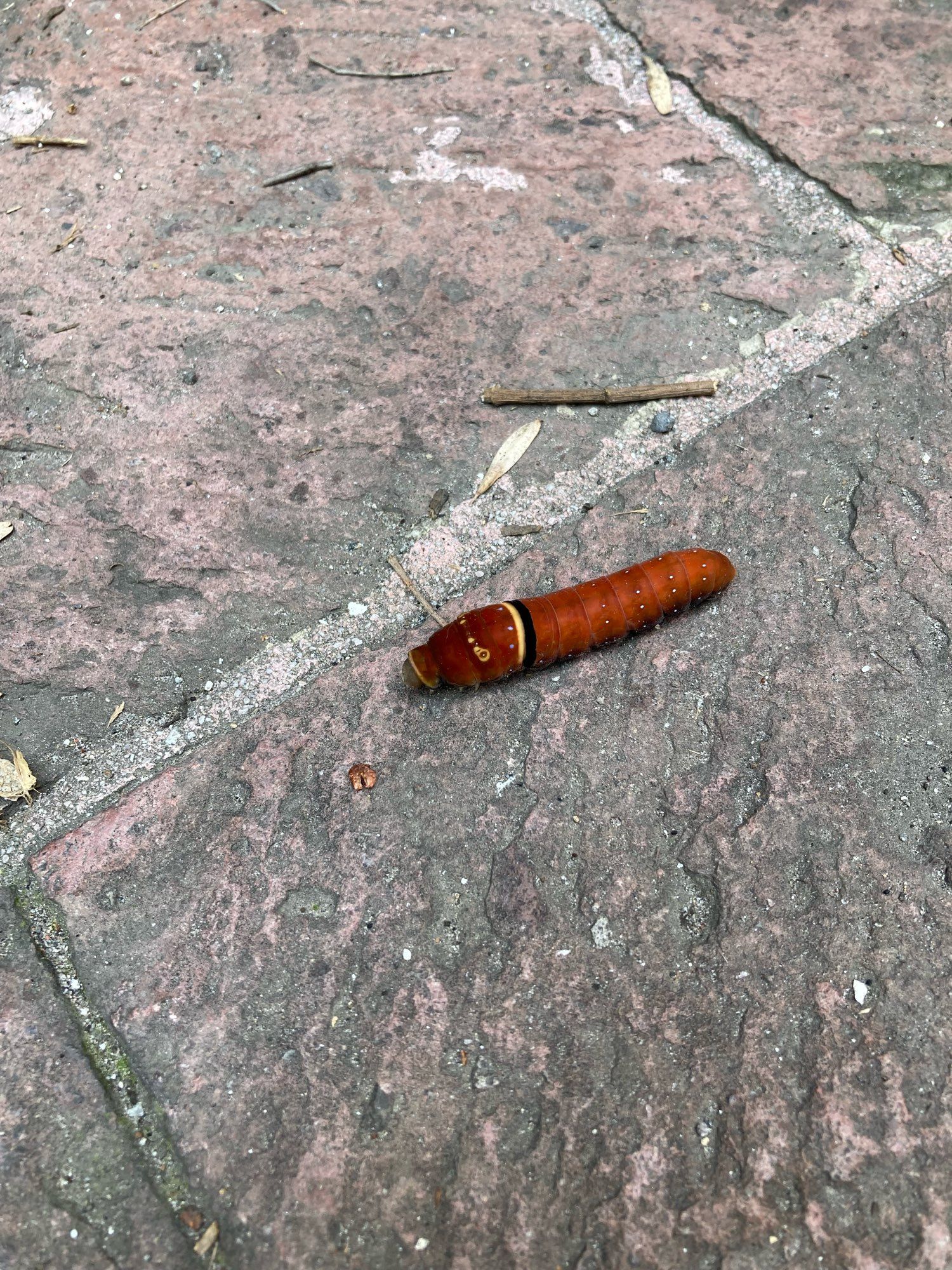 A caterpillar that is burnt orange with a thin yellow band near the front end and two rows of tiny white dots along its back.