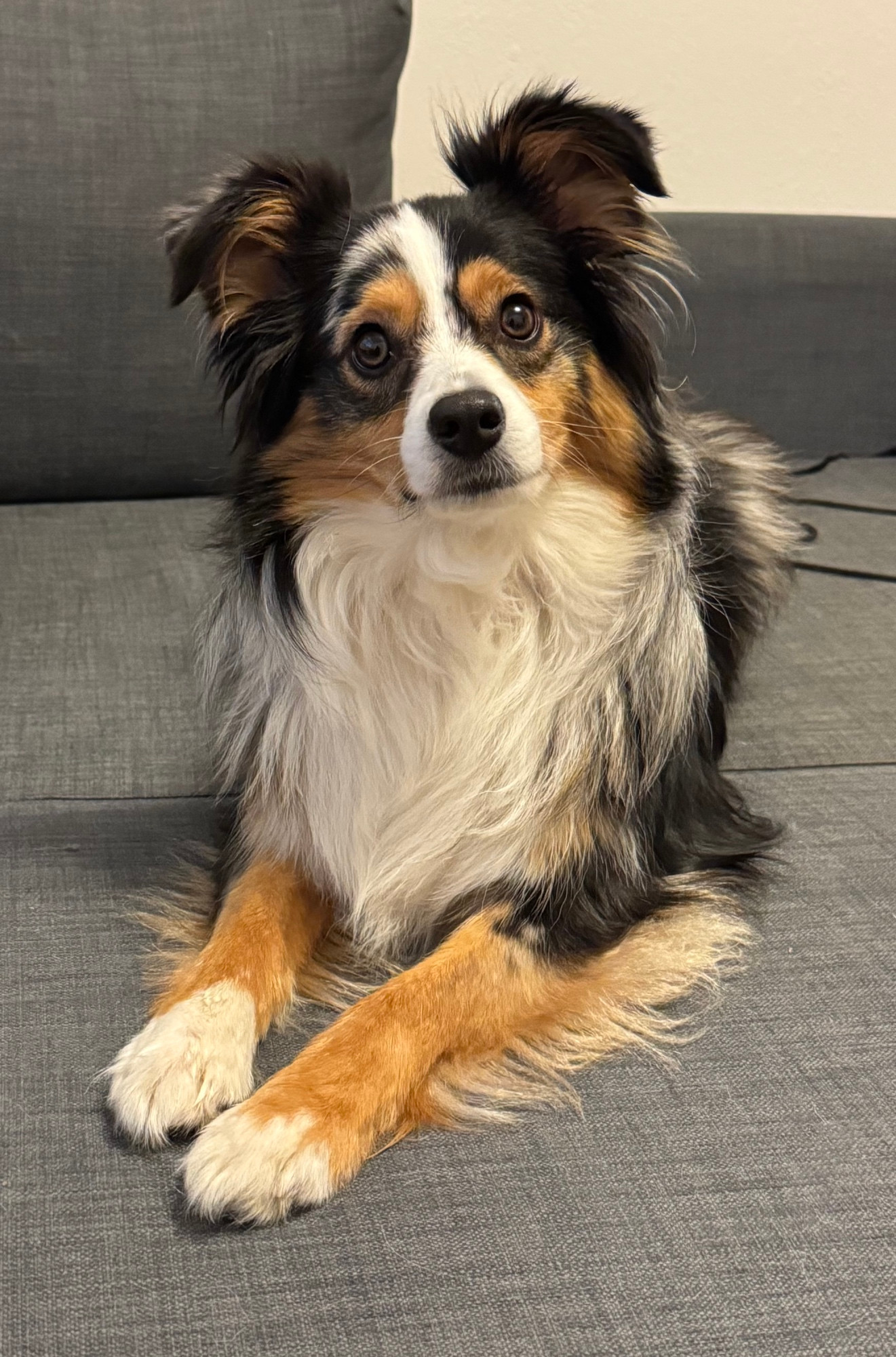 Rio the dog, judging you 