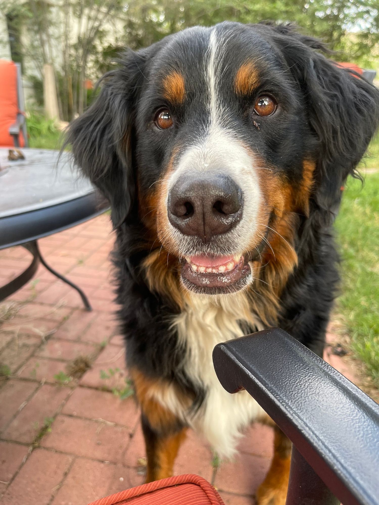 A bright-eyed puppy with brown eyes, mostly black long fur, some white on her nose, and touches of golden brown. She looks very excited to see you.