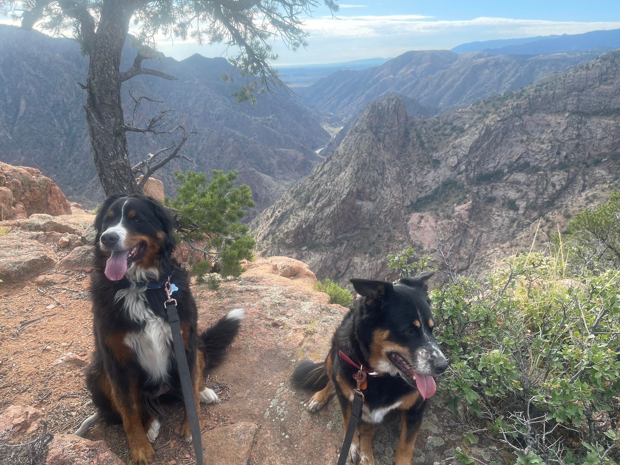 Two brown, black, and white medium-sized dogs with long fur on a trail overlooking the Rocky Mountains.