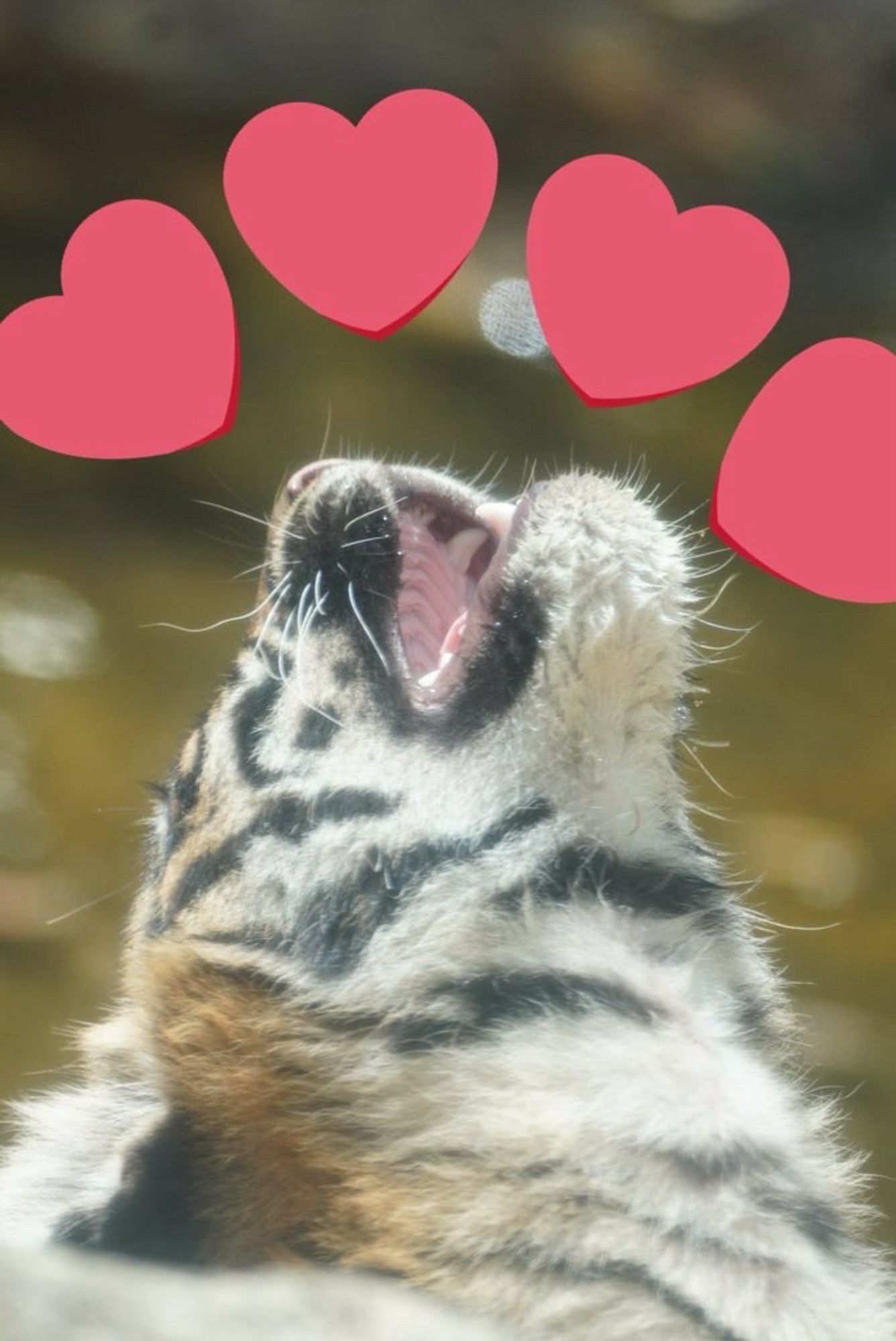 Tiger squee-ing meme