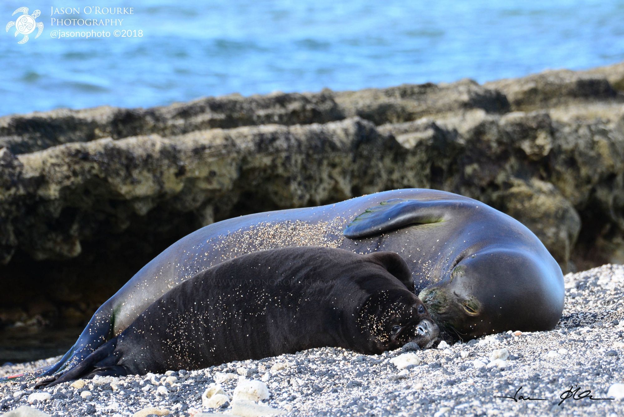 A baby monk seal snuggles with its mother on the Big Island of Hawaii.