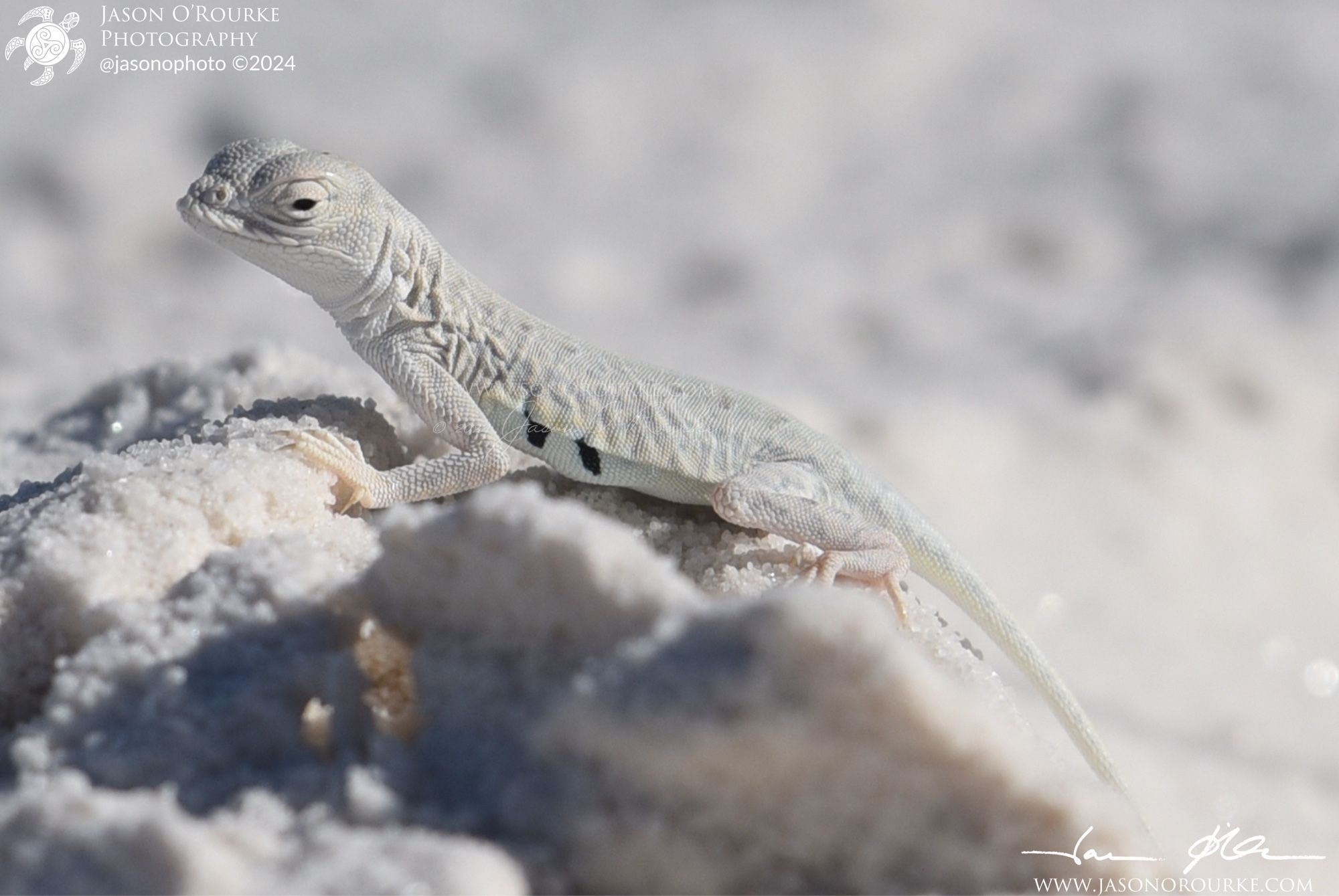 A Callisaurus… also known as a Western Zebra-tailed Lizard, perches on a clump of sand from a footprint made by someone walking across the white sand dune.