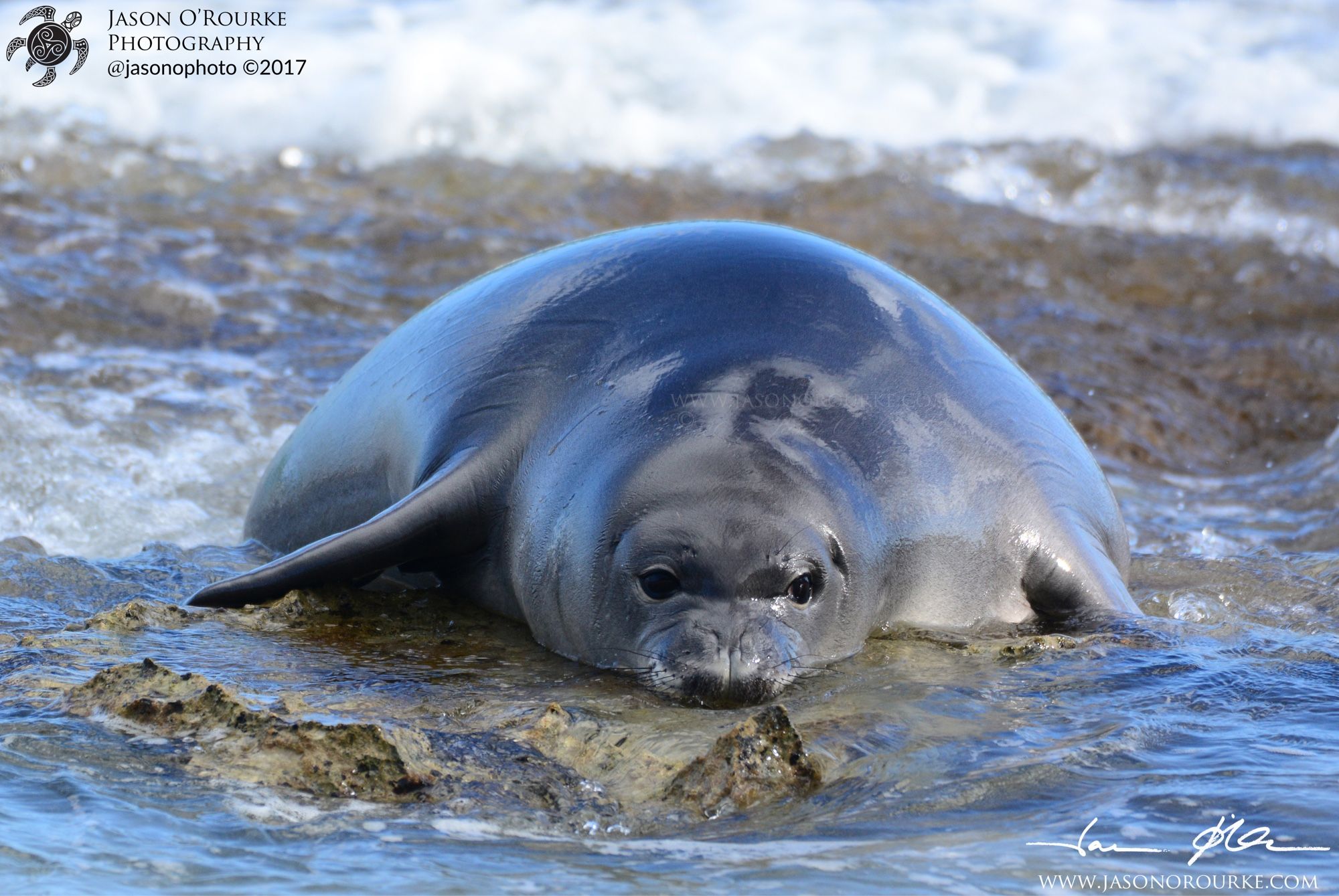 Kahuluokalae (#MonkSealRJ16), stuck on a piece of reef protruding from the shallows, with all four limbs in the water, leaving him “pancaked” on the spot for a few minutes.