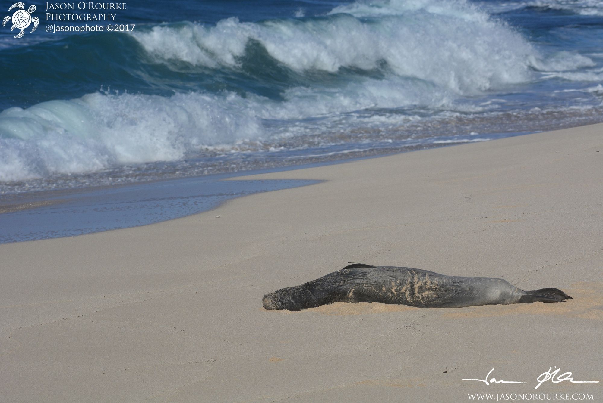 One of Oahu’s most famous Hawaiian monk seals, Honey Girl, is stretched out sleeping on a deserted North Shore beach, with waves crashing behind her.