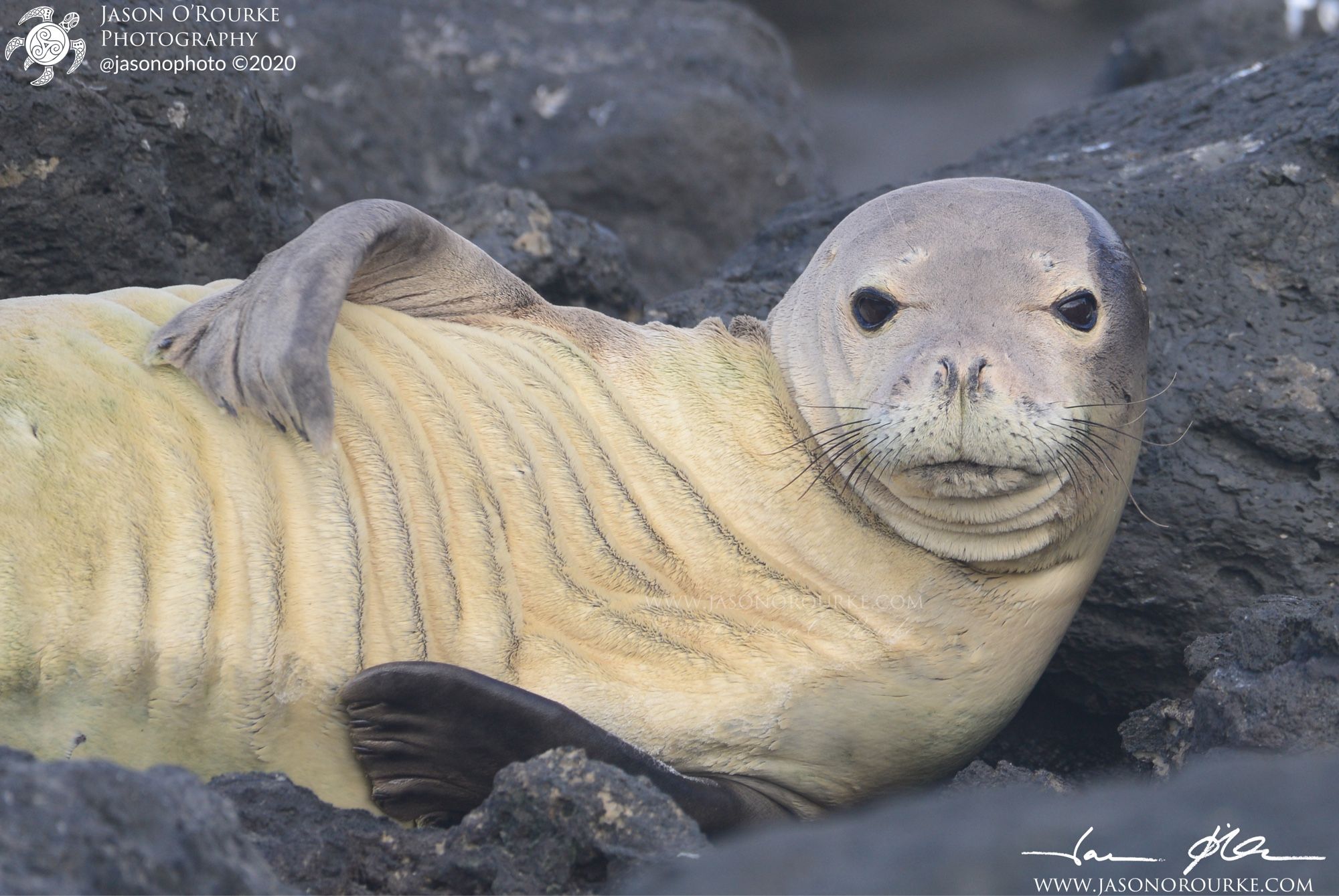 An endangered Hawaiian monk seal wakes up from an afternoon nap, looks across the tide pool and sees me, with my large telephoto lens, taking her photograph. To me, she looks annoyed.