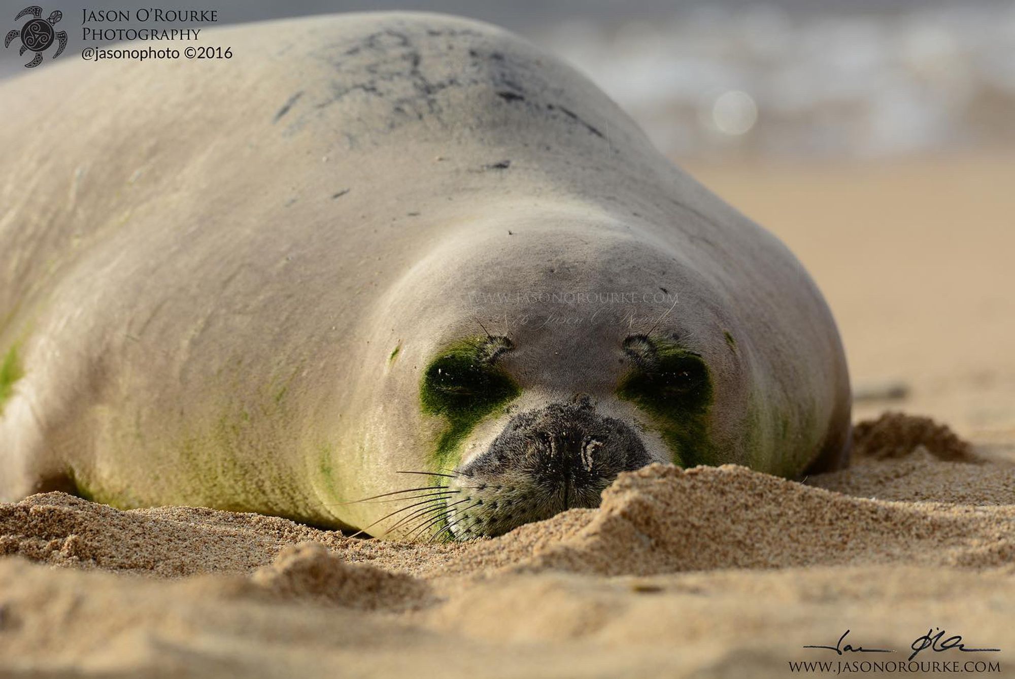 A Hawaiian monk seal at just over one year old, with algae growing in his fur to create a greenish/brown tint, and dark green patches around his eyes that look like a mask.