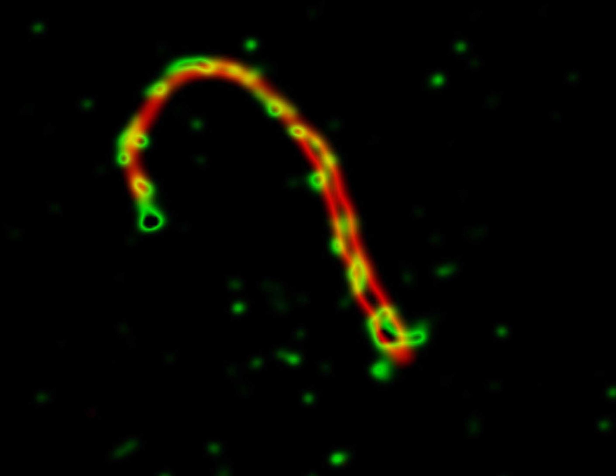 A primary cilium of an IMCD3 cell with the Sonic Hedgehog signal transducer protein Smoothened shown in green and acetylated alpha tubulin shown in read. The original images was rendered in Photoshop using the solarize filter.