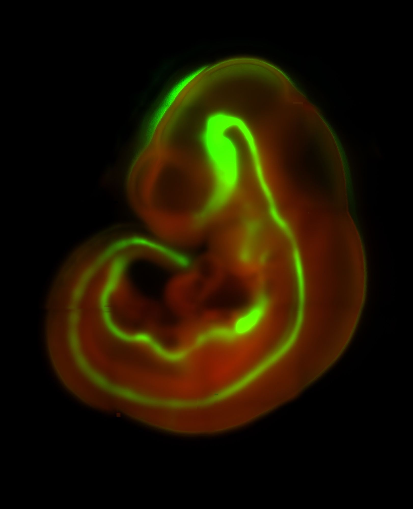 E10.5 mouse embryo expressing the mTmG lineage tracer under control of Shh-Cre. Cells expressing Shh flip from tomato expression (red) to GFP expression (green).